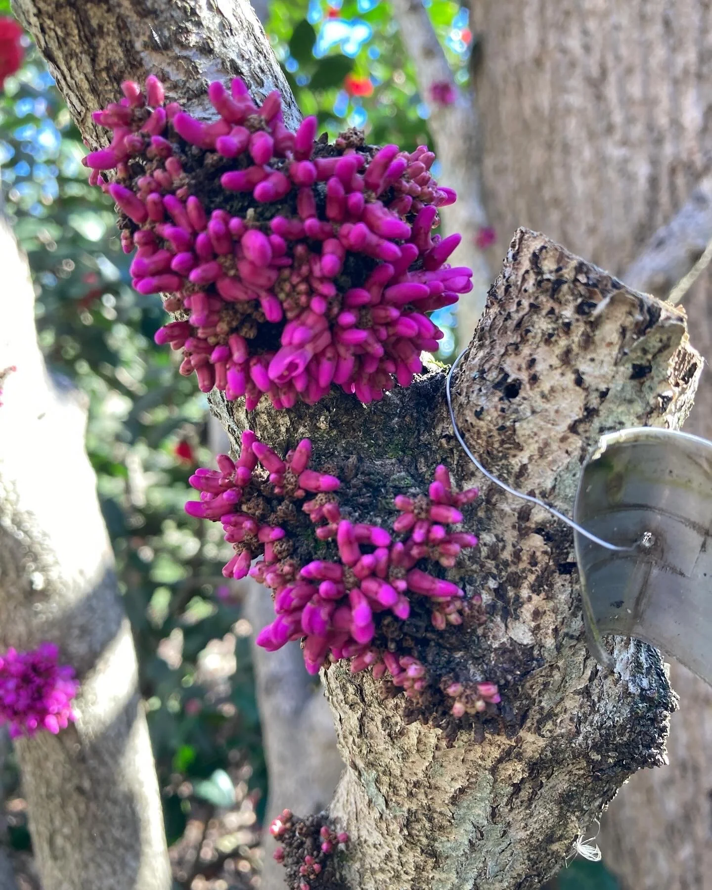 'Donald Egolf' Cercis chinensis.jpg