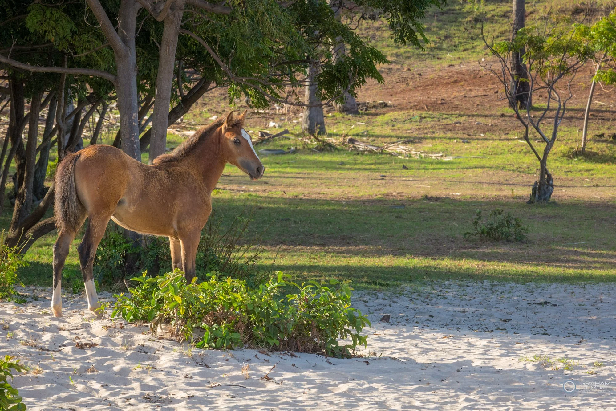 Young wild horse standing near the beach vegetation at Anakena Beach on Easter Island