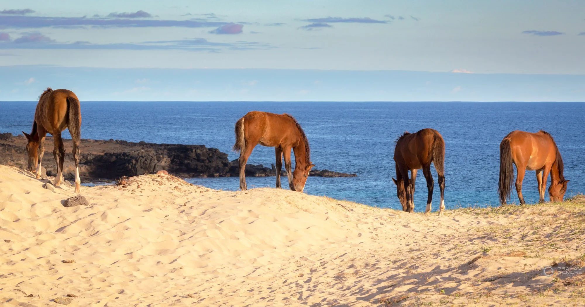 Wild horses grazing on the sand dunes overlooking the Pacific Ocean at Anakena Beach, Easter Island
