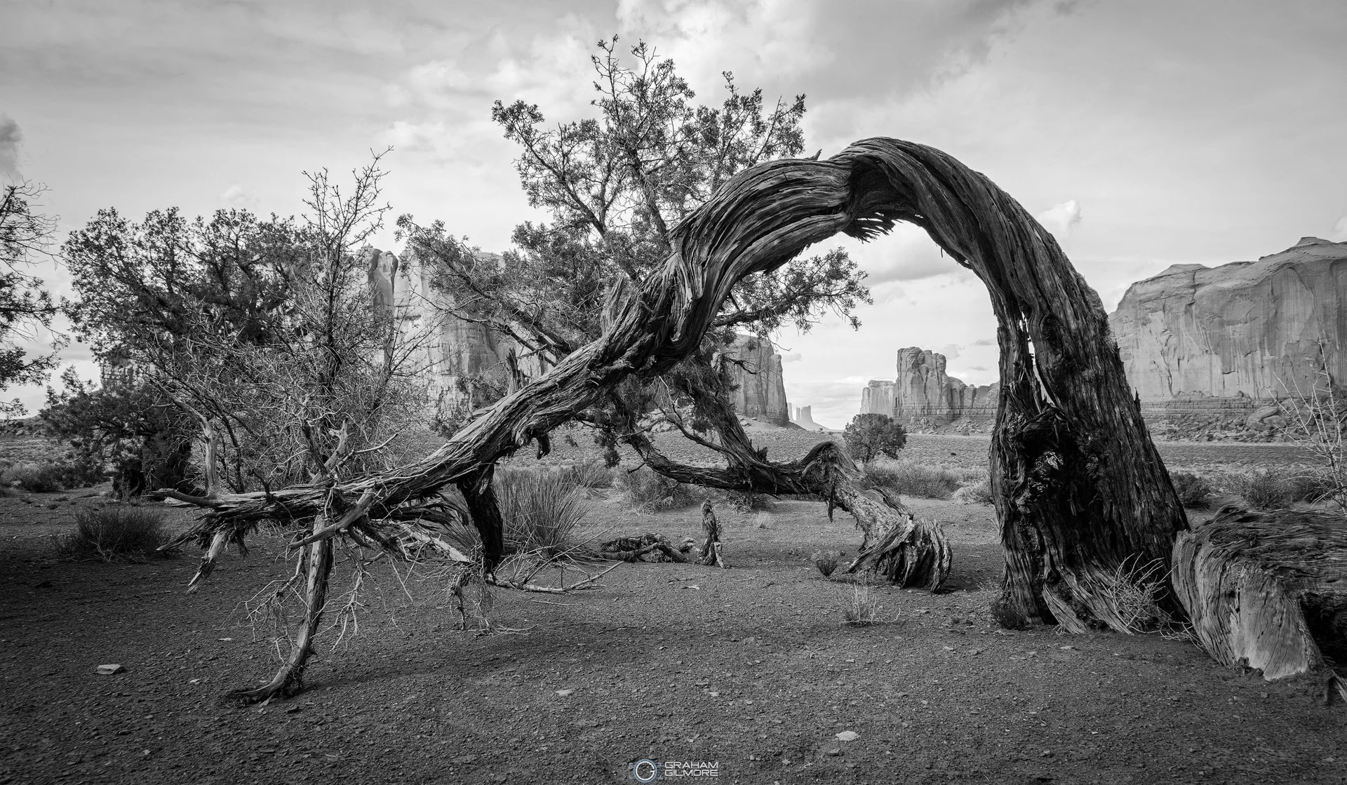 Moneument Valley Tree Fallen Over Black and White.jpg