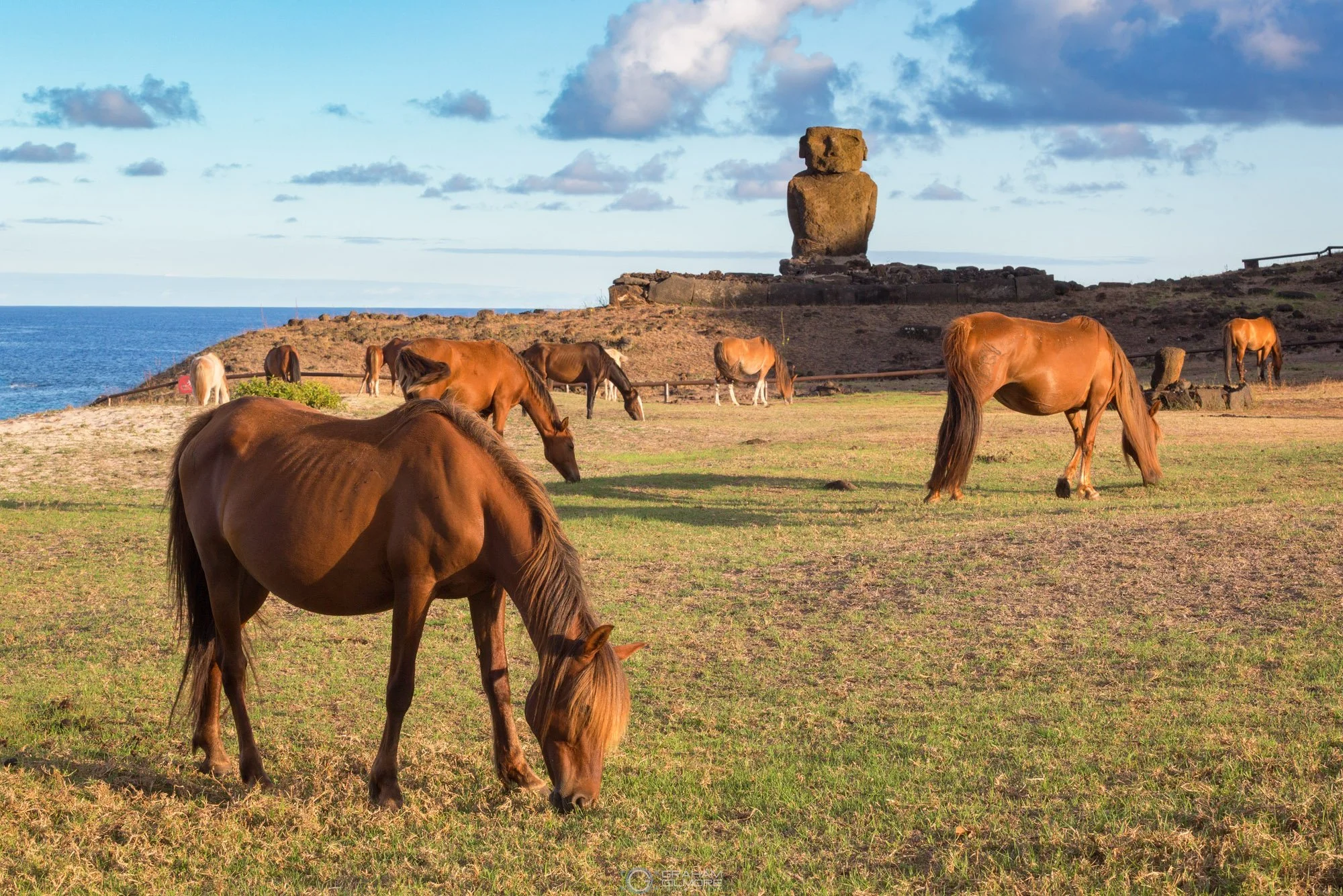 Wild horses grazing beneath ancient Moai statues in the morning light at Anakena Beach on Easter Island