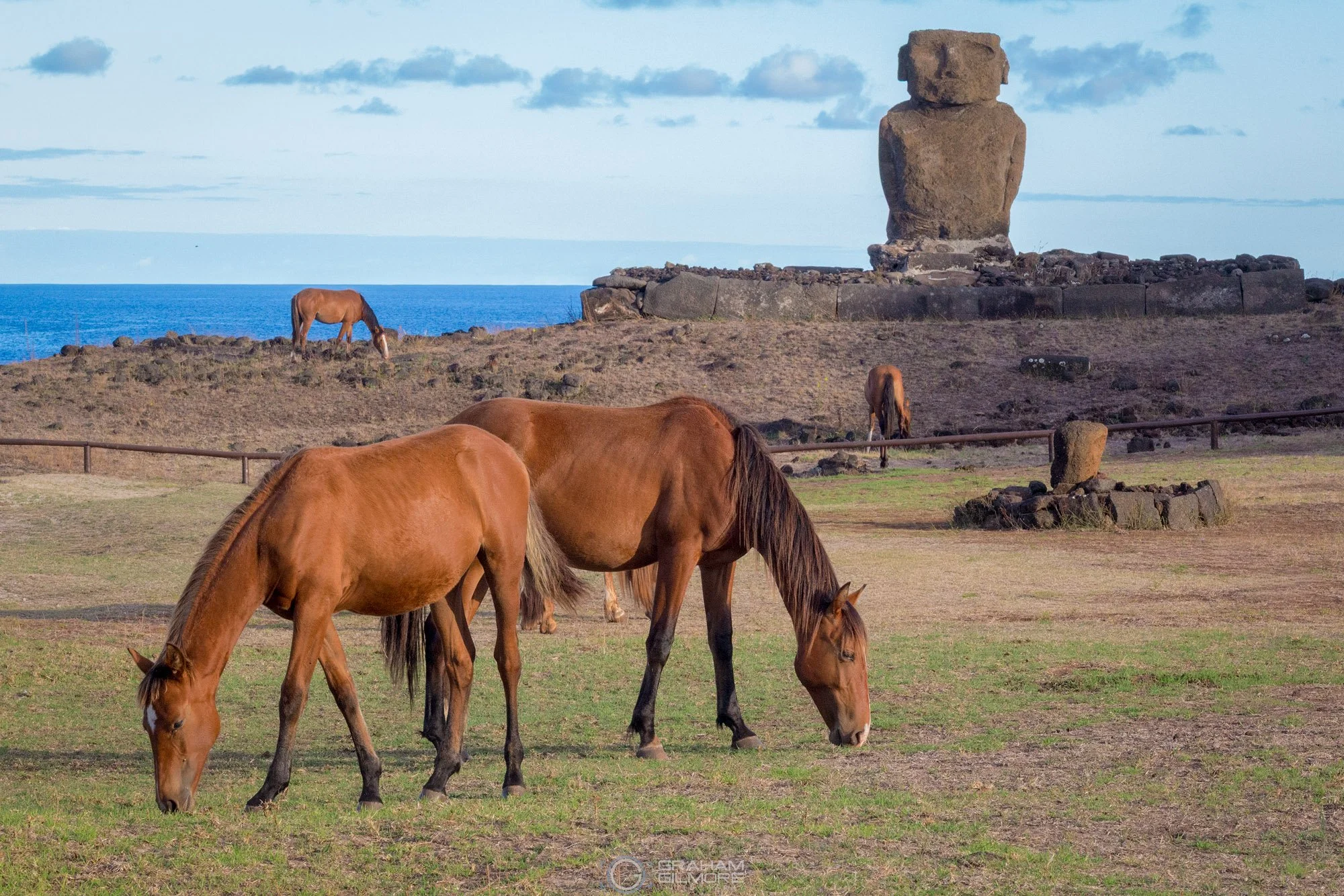 Wild horses grazing near a lone Moai statue overlooking the Pacific Ocean on Easter Island