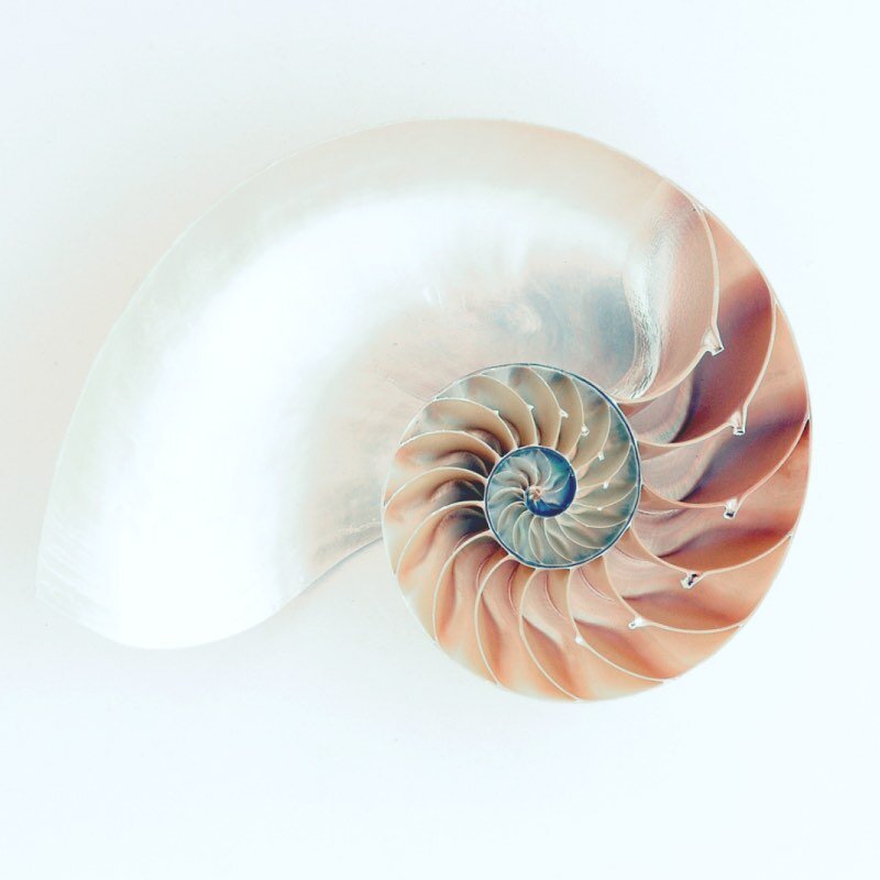 What is the meaning behind Osmena Pearl? 

My fascination with how nature reflects our lives and my unique approach to bodywork is how the name Osmena Pearl Therapy was created. Osmena Pearl is not a pearl at all; it is actually the inner layer of sh