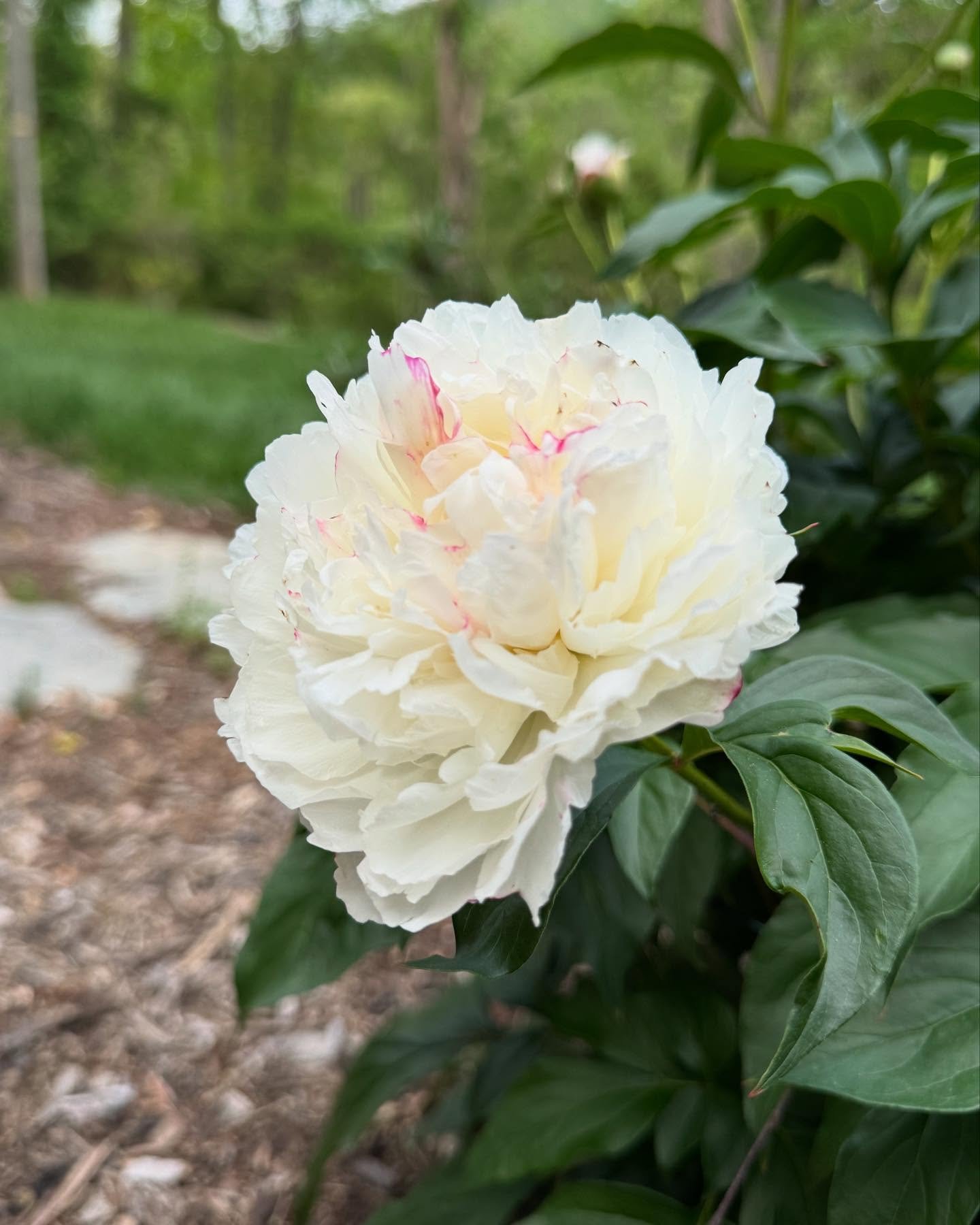 It's finally spring in AVL and we are rejoicing! 

If you could be a flower, which one would you be? Answer below 👇 #828isgreat #avl #dentistry #smile