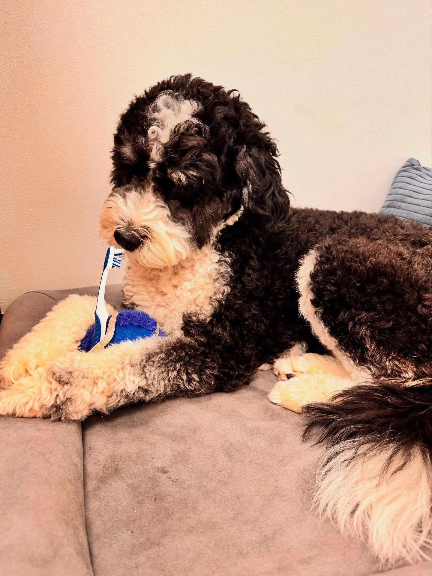 Your mouth is the gateway to your body&mdash;healthy gums can help lower your risk for heart disease, diabetes, and more. Winston says stay healthy and make sure you're brushing twice a day!

#dentist #asheville #828 #workdog
