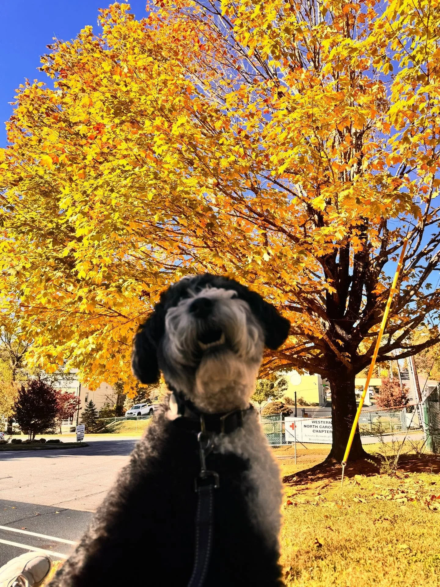 It's peak leaf here in AVL & we are enjoying every minute. 
We are scheduling new patients! Give our office a call at (828)-505-3410. 
#avl #dentist #dentistry #fall