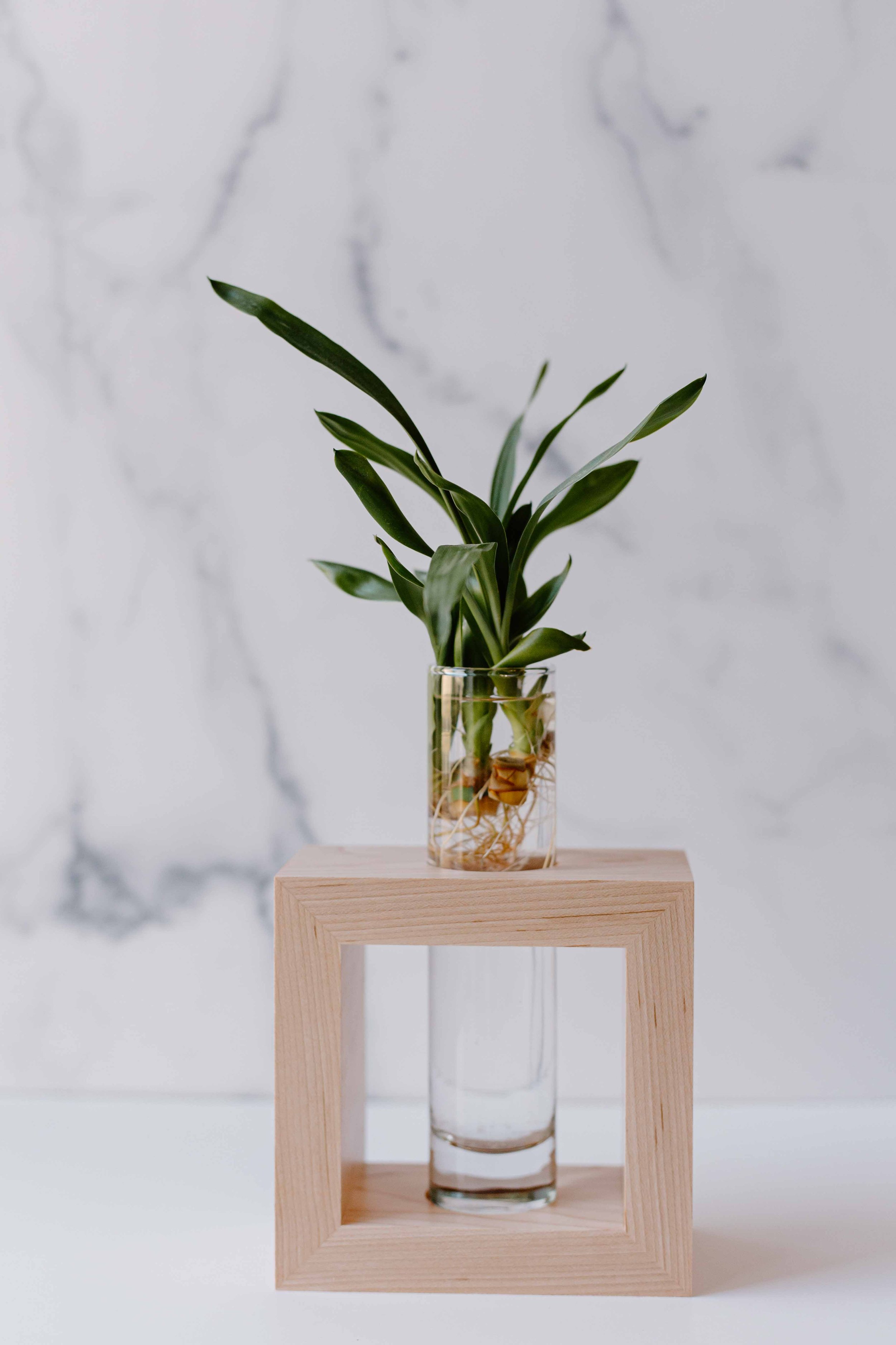 AdelineArtistry-GrowVases-NYCProductPhotographer-22.jpg