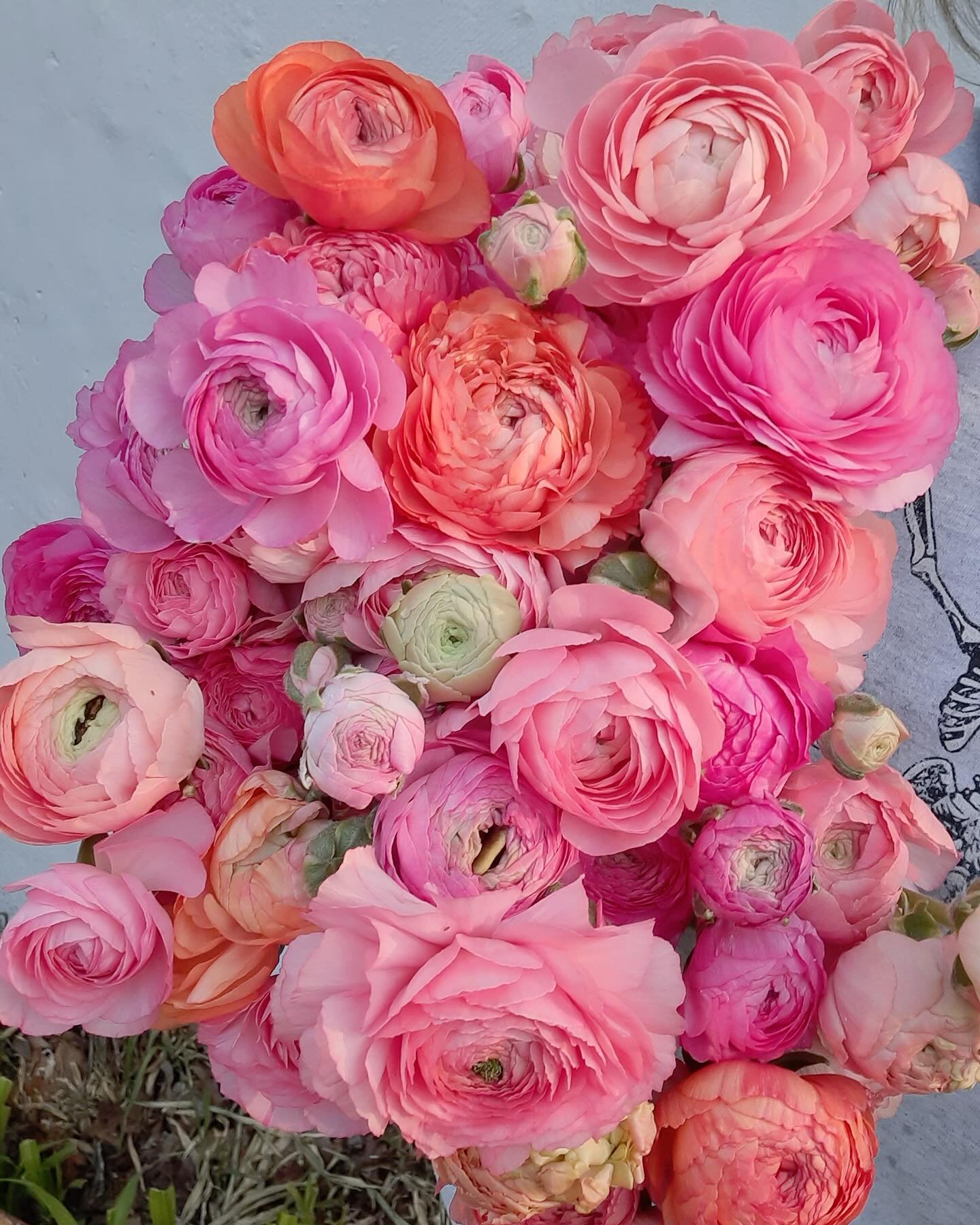 Delicate, romantic, and almost too pretty to be real &mdash; pink ranunculus are the ultimate spring bloom. 💕These pink ranunculus have us fully in our flower feelings. Catch them while you can at JCFM!