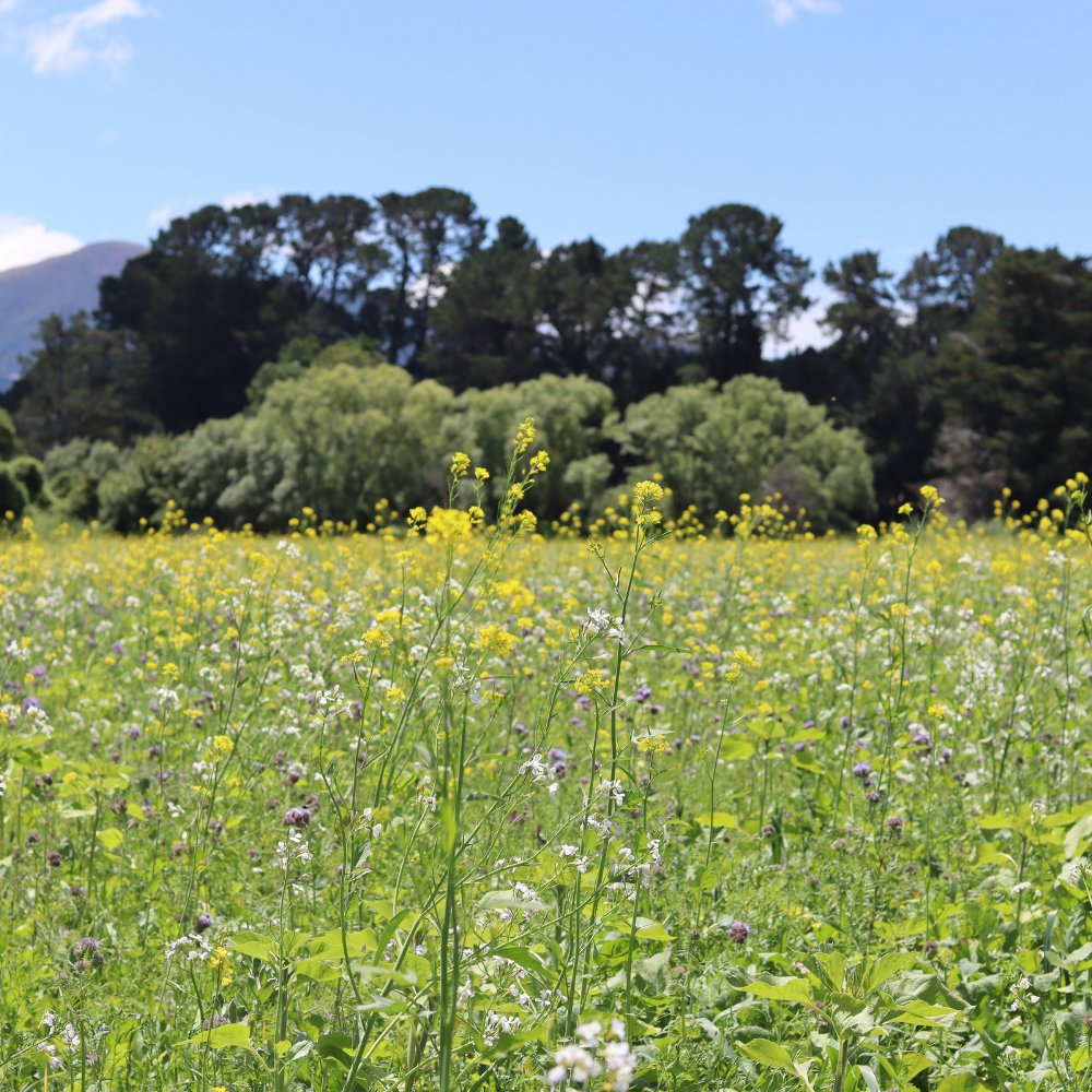 Natural Performance Ltd - New Zealand - Regenerative Agriculture - Diverse Winter Crop - Diverse Summer Crop