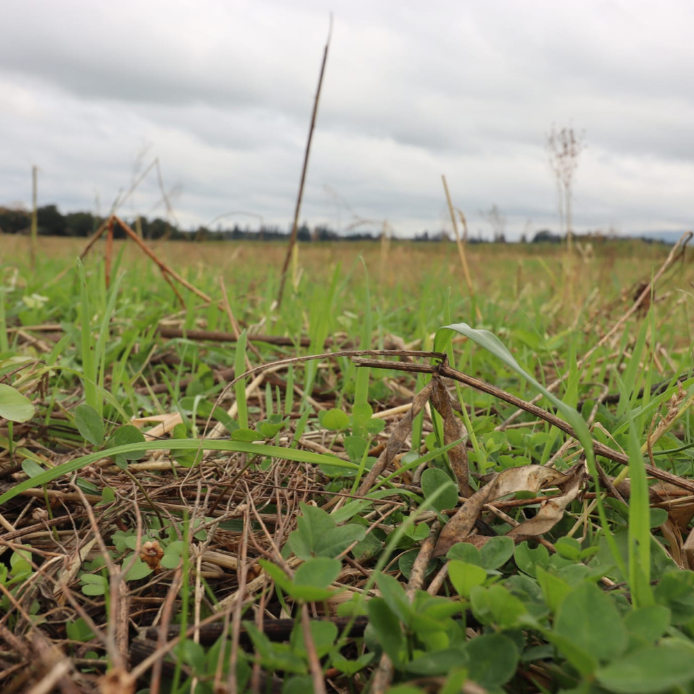 Natural Performance Ltd - New Zealand - Regenerative Agriculture - Diverse Winter Crop - Diverse Summer Crop