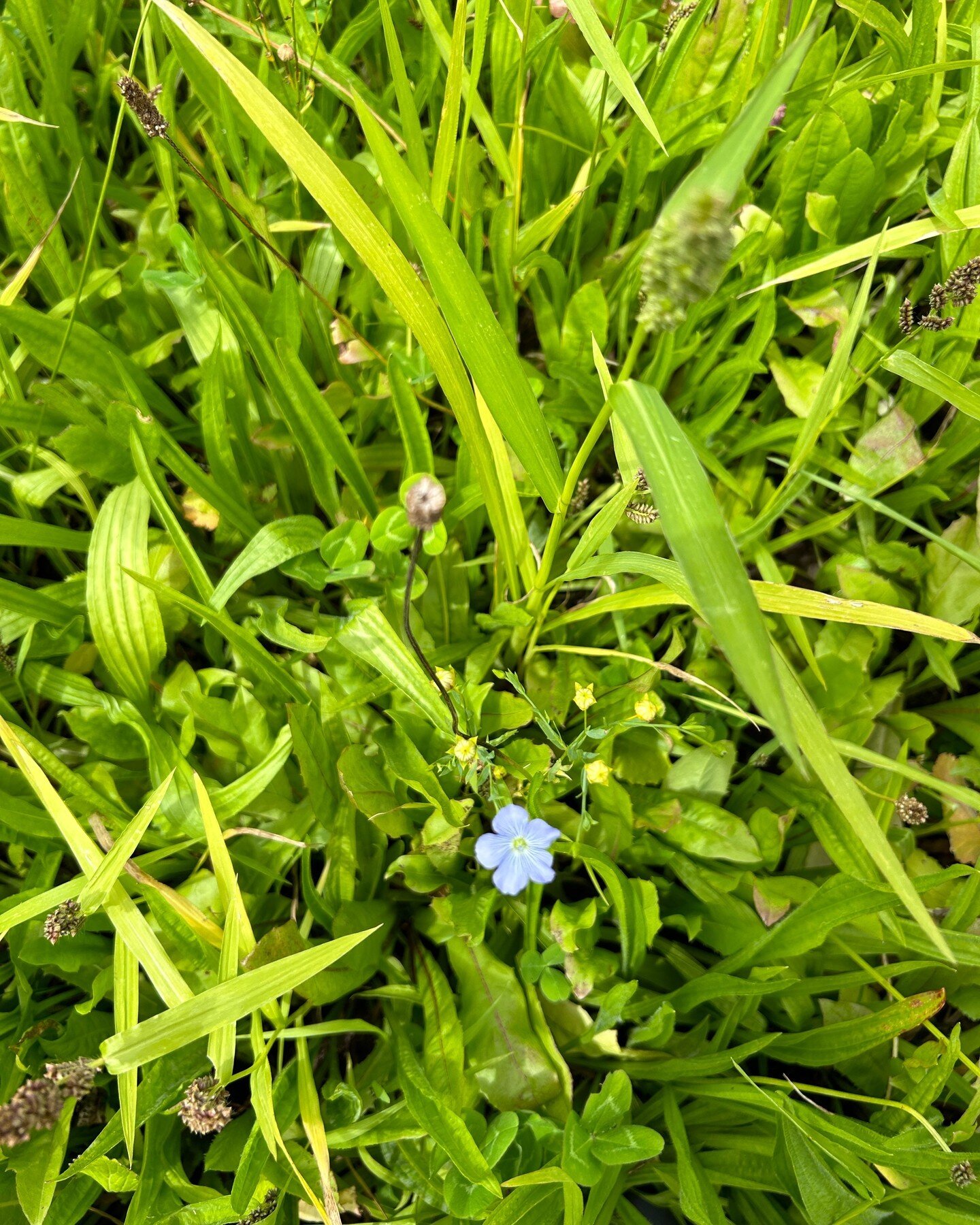 Linseed popping through and flowering in a diverse summer forage crop (from Feb 2023) 🌱💜

#covercrops #diversity #diversecovercrops #linseed #regenerativeagriculture #regenerativefarming #kiwibusiness #naturalperformanceltd