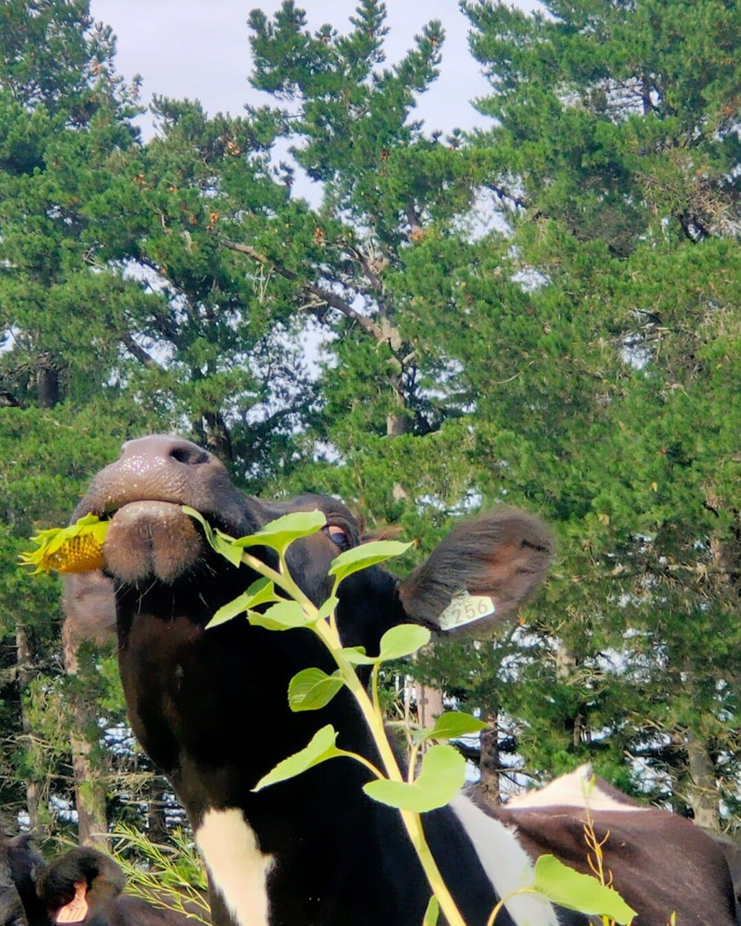 🌻🐮 in case you were wondering if cattle eat sunflowers! 

#regenerativeagriculture #regenerativefarming #sunflower #animalhealth #soilhealth #kiwibusiness #naturalperformanceltd