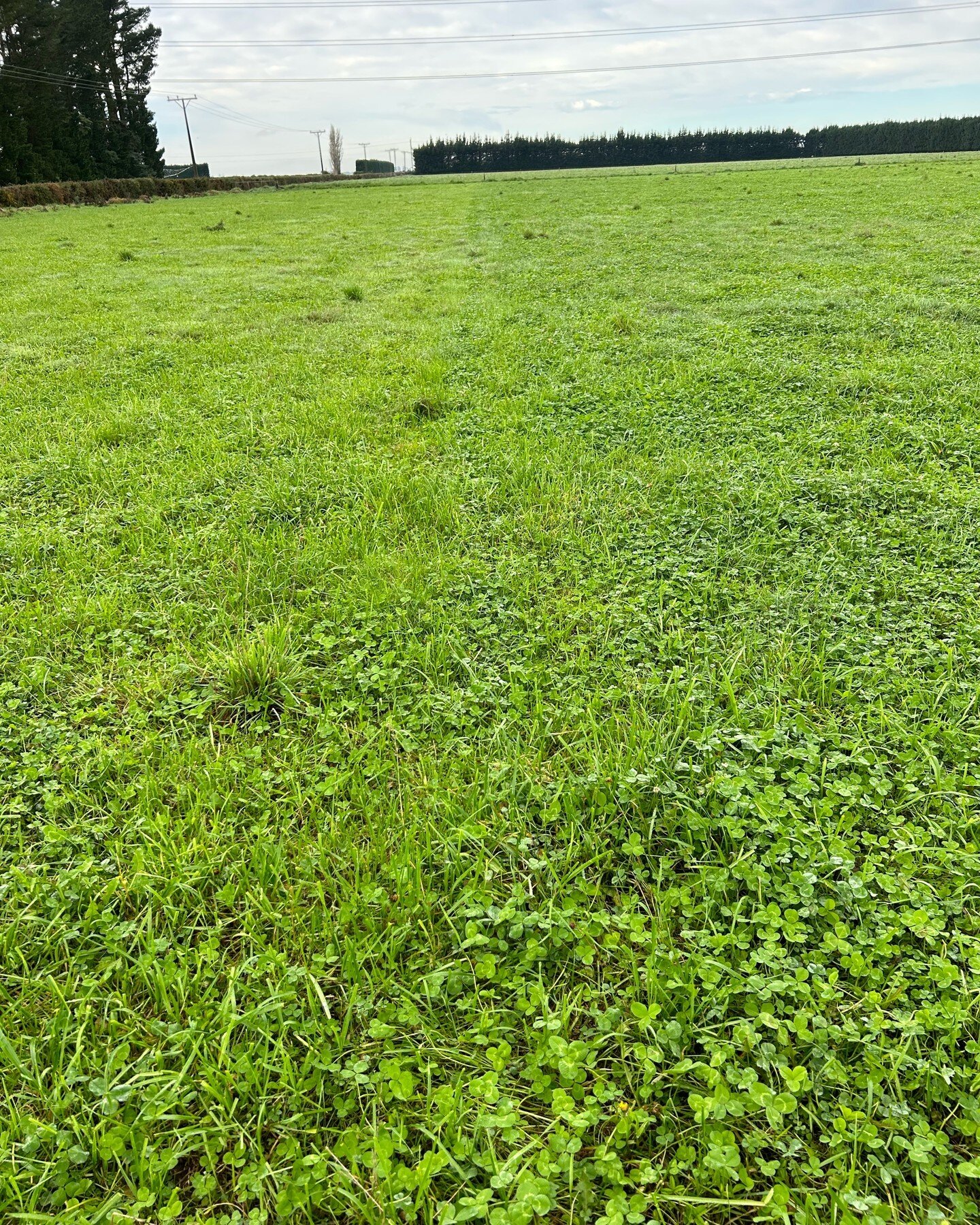 Look close - you&rsquo;ll see where the break fence was. Left break was grazed a bit harder/lower than the break on the right. And a whole lot more clover came back in the right hand break (and with less recovery time!). Shows the impact grazing mana