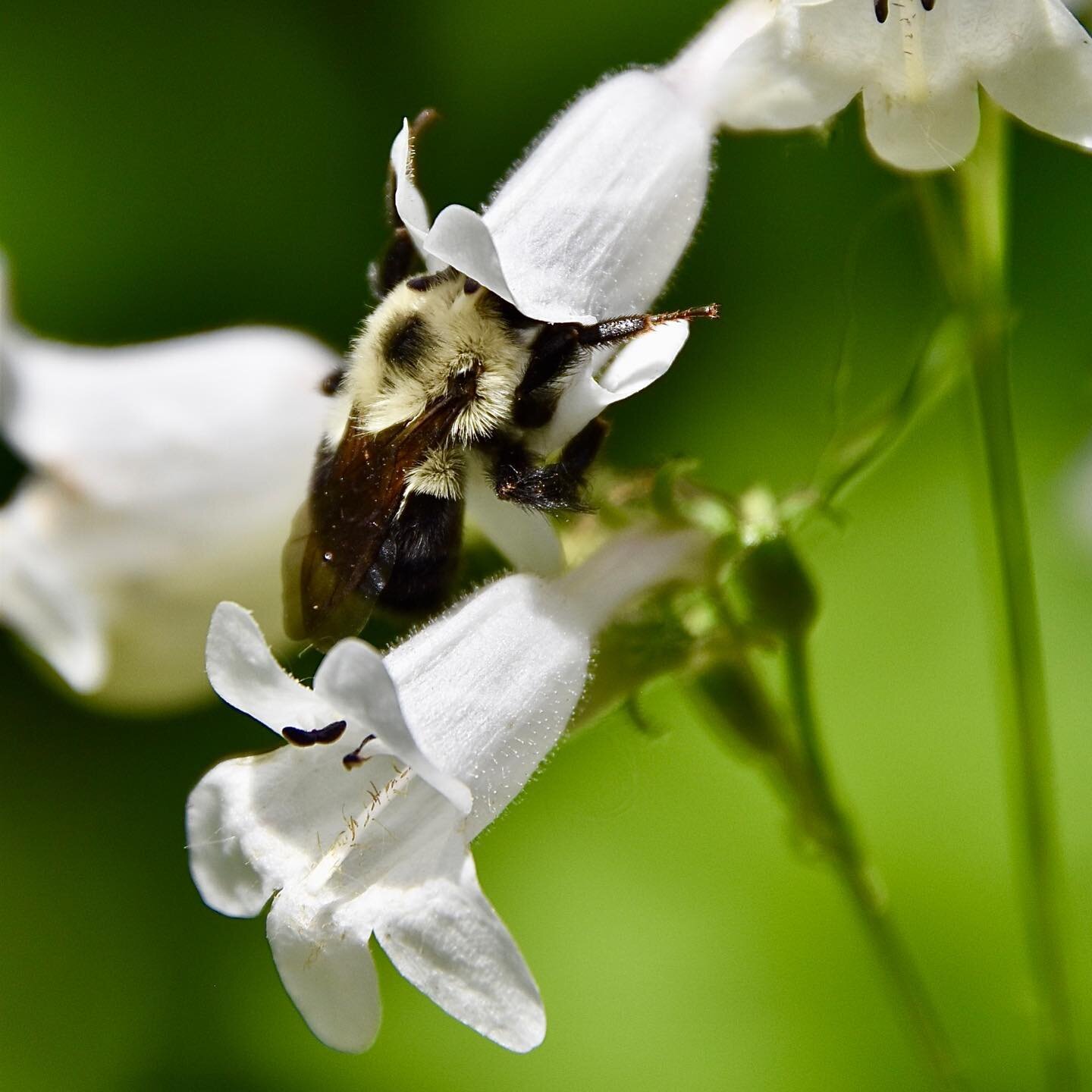 Foxglove beardtongue, Penstemon digitalis

#penstemon #penstemondigitalis #penstemons #nativeplant #nativeplants #homegrownnationalpark #ecologicaldesign #ecologicallandscape #ecologicallandscapes #ecologicallandscaping #ecologicallandscapedesign #na