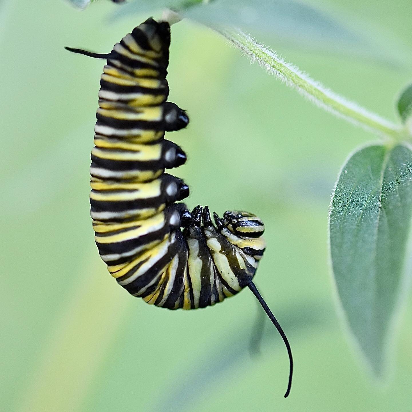 Monarch (Danaus plexippus) caterpillar in the &lsquo;J&rsquo;, just prior to chrysalis formation, on hairy mountain mint, Pycnanthemum verticillatum var. pilosum 🐛 

#pycnanthemum #pycnanthemumpilosum #pycnanthemumverticillatum #mountainmint #native