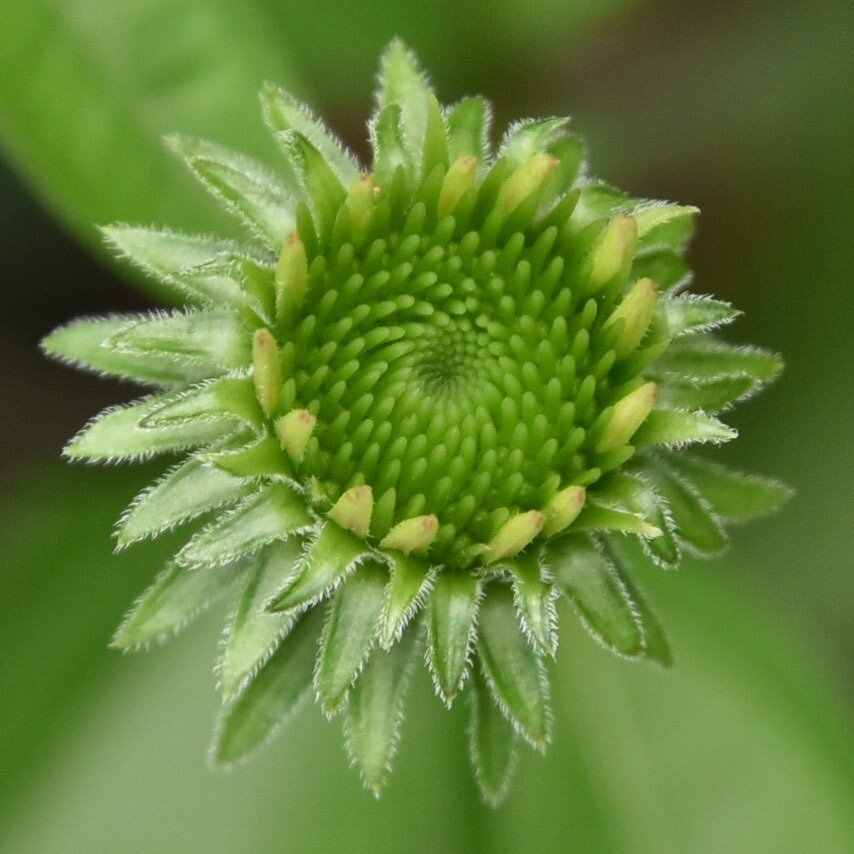 Purple coneflower, Echinacea purpurea 🌱

#echinacea #echinaceapurpurea #gardenforwildlife #backyardhabitat #homegrownnationalpark #nativeplants #choosenativeplants #nativeplant #nativeplantsofnorthamerica #ecologicallandscapedesign #ecologicaldesign