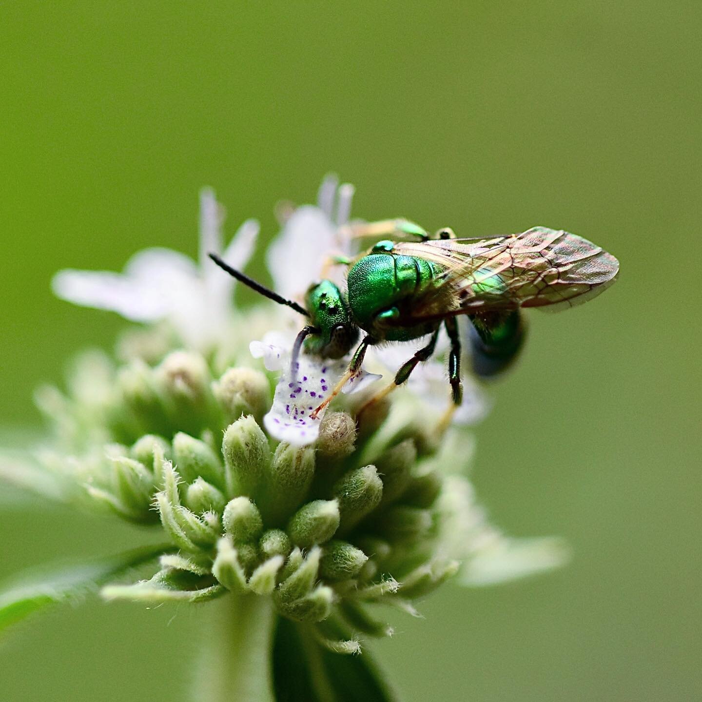 Hairy mountain mint, Pycnanthemum verticillatum var. pilosum

#nativebees #nativebee #ecologicallandscape #ecologicallandscapes #ecologicallandscaping #ecologicallandscapedesign #nativeplant #nativeplants #nativeplantsofnorthamerica #pycnanthemumvert