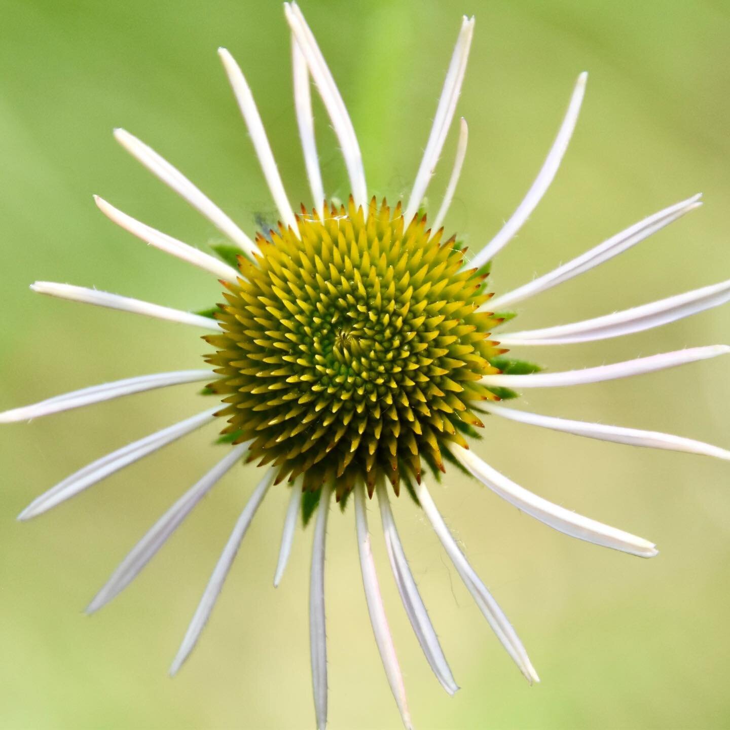 Pale purple coneflower, Echinacea pallida 🌱

#echinacea #echinaceapallida #gardenforwildlife #backyardhabitat #homegrownnationalpark #nativeplants #choosenativeplants #nativeplant #nativeplantsofnorthamerica #ecologicallandscapedesign #ecologicaldes