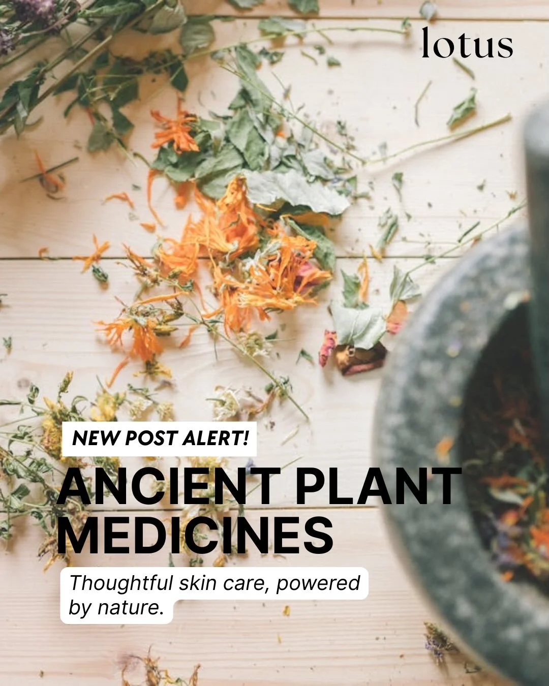 ✨ New Article Alert ✨ Ancient Plant Medicines: Thoughtful Skincare, Powered by Nature by Theresa Luong and LindaMae Aquino

Read the full story now at lotus-mag.com (link in bio!)

Learn more about how nature-based skincare practices continue to infl