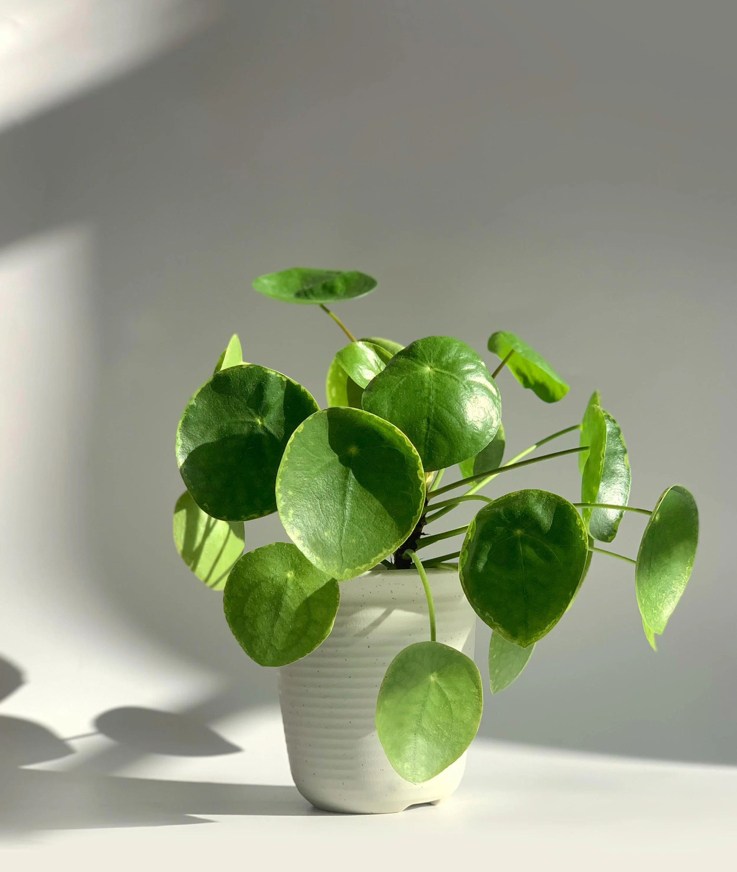 No Green Thumb Required: Asian Plants for the Everyday Gardener