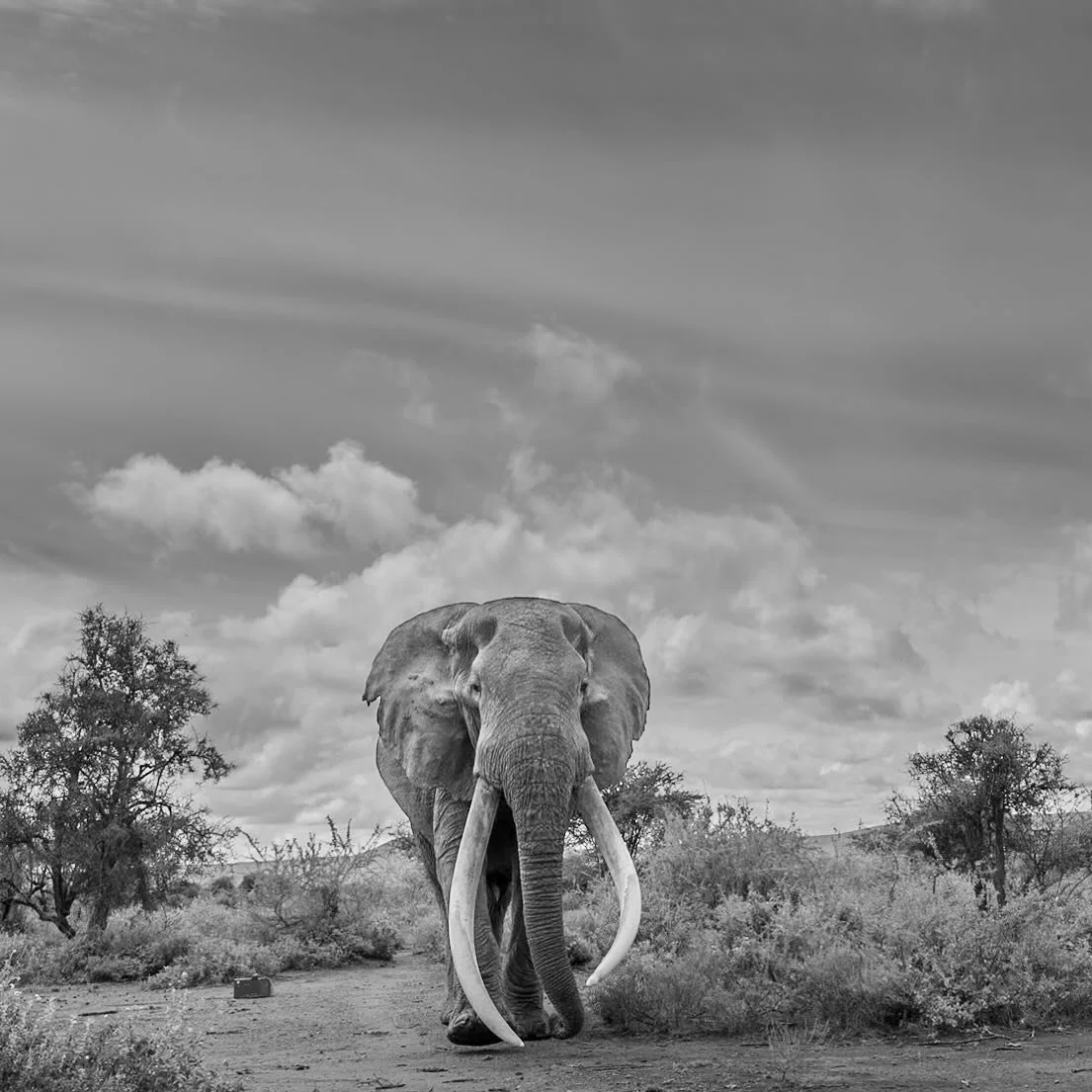Gentle Giant &ldquo;Craig&rdquo;. This magnificent elephant is the largest Big Tusker in all Africa. A spectacular sighting - one I will never forget. Thanks to @james.lewin_photography  #. #africanwildlife #africanwildlifephotography #capturethewild
