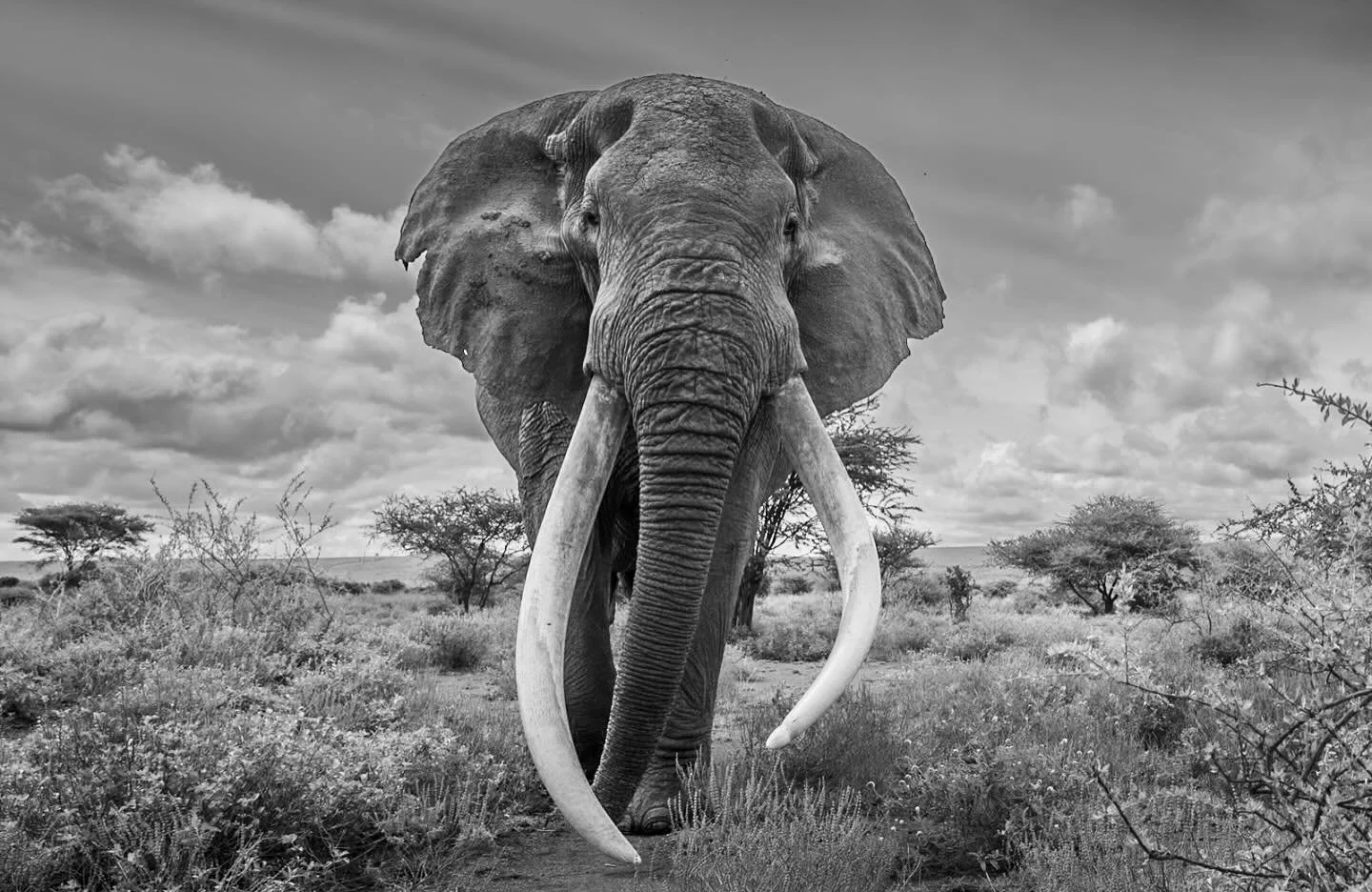 Up close with big Tusker &ldquo;Craig&rdquo;. #africanwildlife #africanwildlifephotography #capturethewild #shots_of_animals #natgeoafrica #ig_wildlife #african_portraits #leopards #krugerthroughmyeyes #wildestafrica #africangeographic #malamalagamer