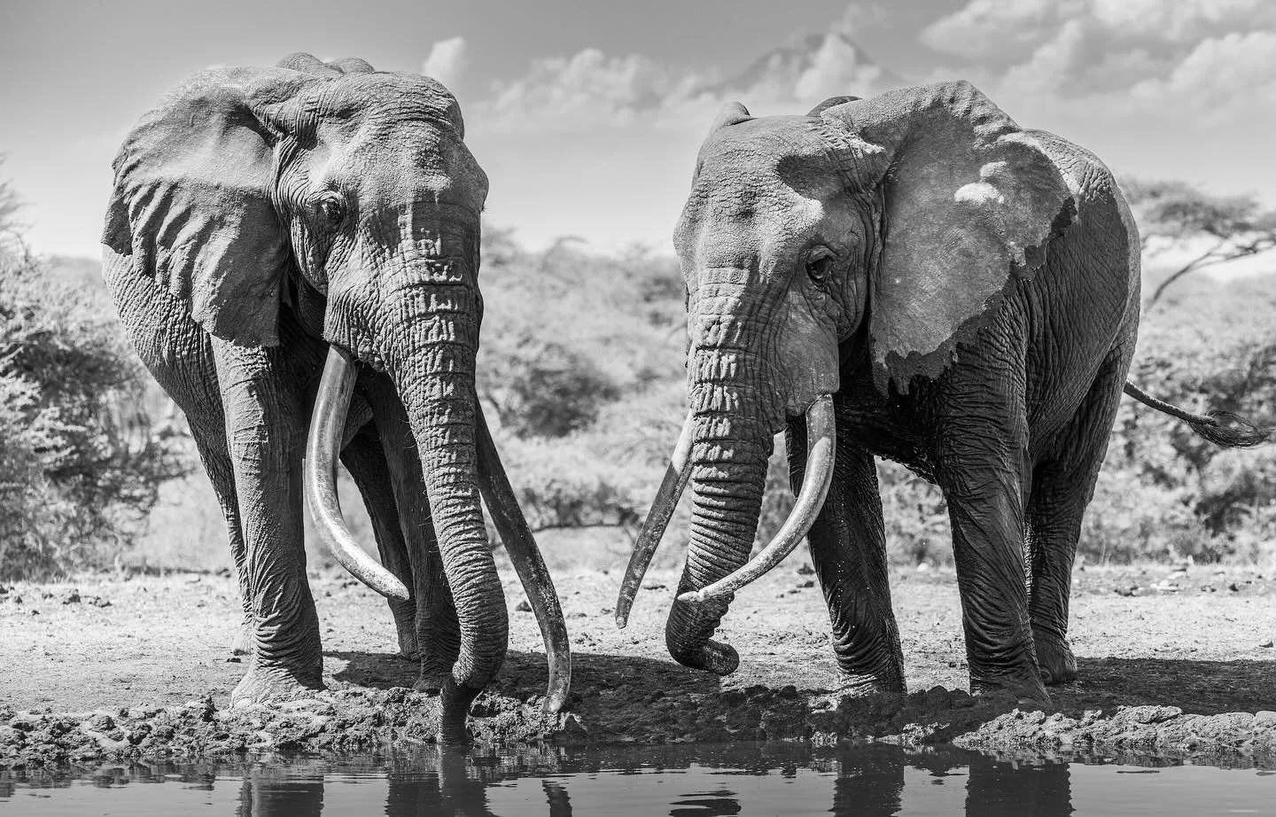 #africanwildlife #africanwildlifephotography #capturethewild #shots_of_animals #natgeoafrica #ig_wildlife #african_portraits #leopards #krugerthroughmyeyes #wildestafrica #africangeographic #malamalagamereserve #savetheelephants #southafrica #safari#