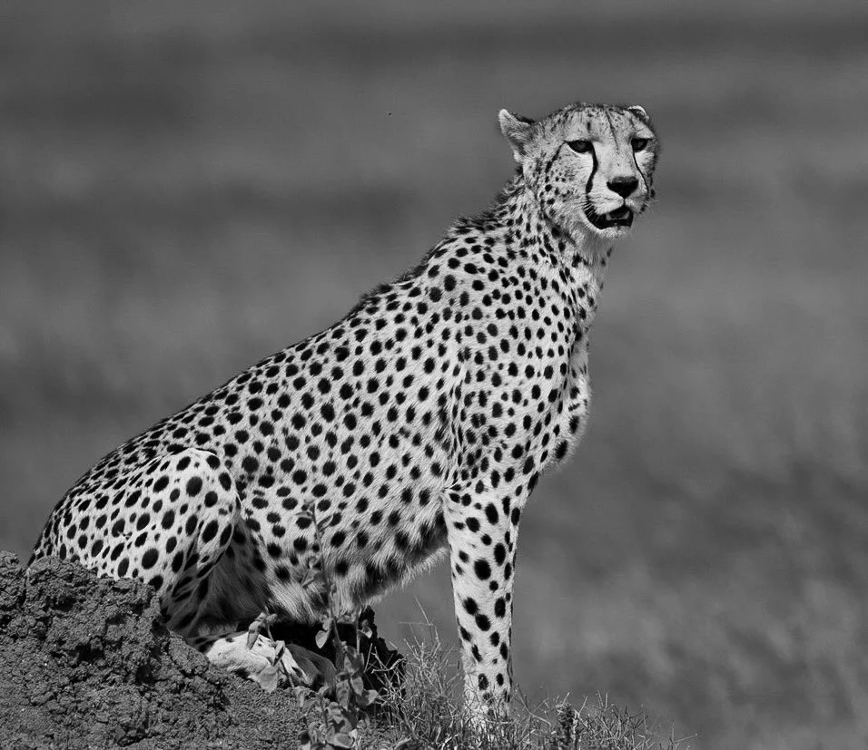 #africanwildlife #africanwildlifephotography #capturethewild #shots_of_animals #natgeoafrica #ig_wildlife #african_portraits #leopards #krugerthroughmyeyes #wildestafrica #africangeographic #malamalagamereserve #savetheelephants #southafrica #safari#