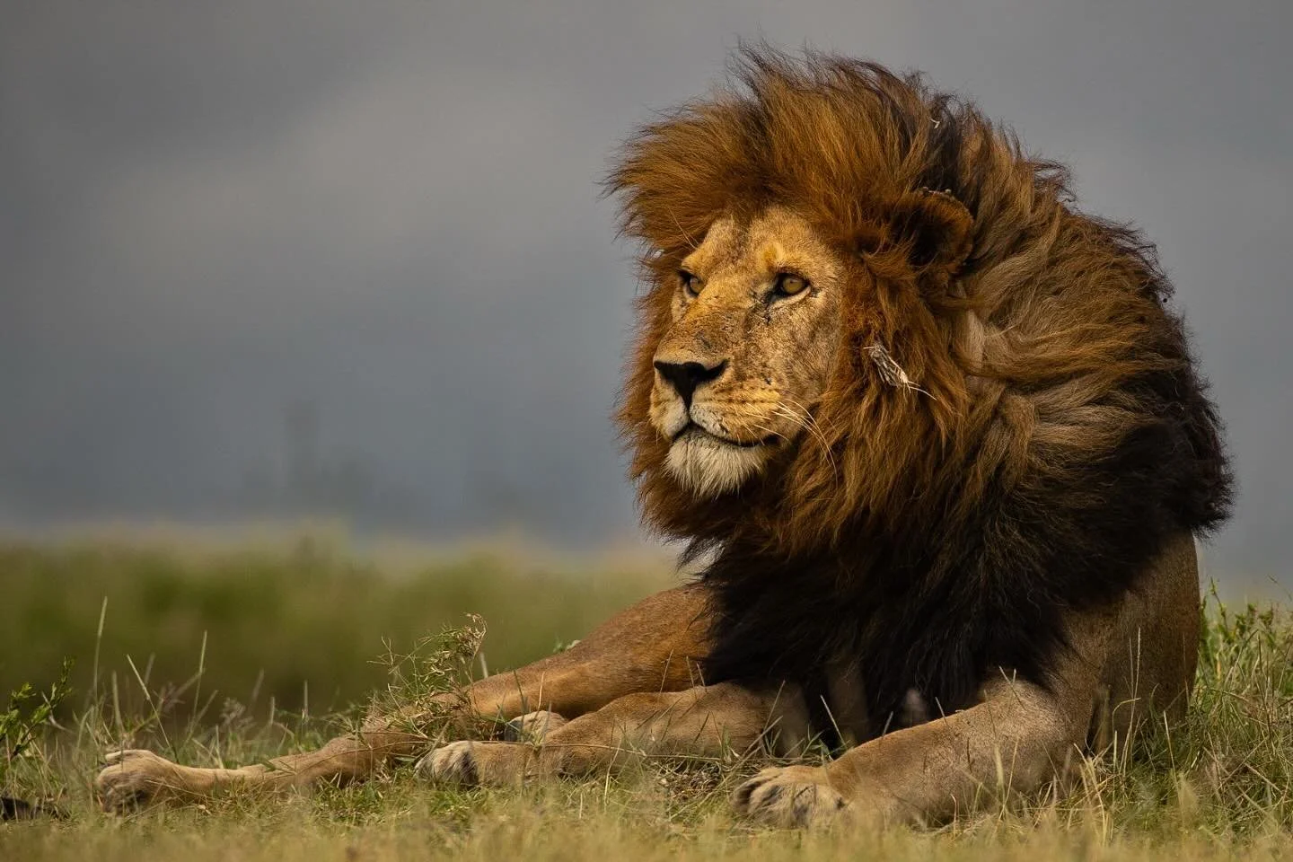 A truly magnificent lion. His name was Bob Junior.  africageophoto #africanamazing #lionsofinstagram #africanwildlife #africanwildlifephotography #capturethewild #shots_of_animals #natgeoafrica #ig_wildlife #african_portraits #leopards #krugerthrough