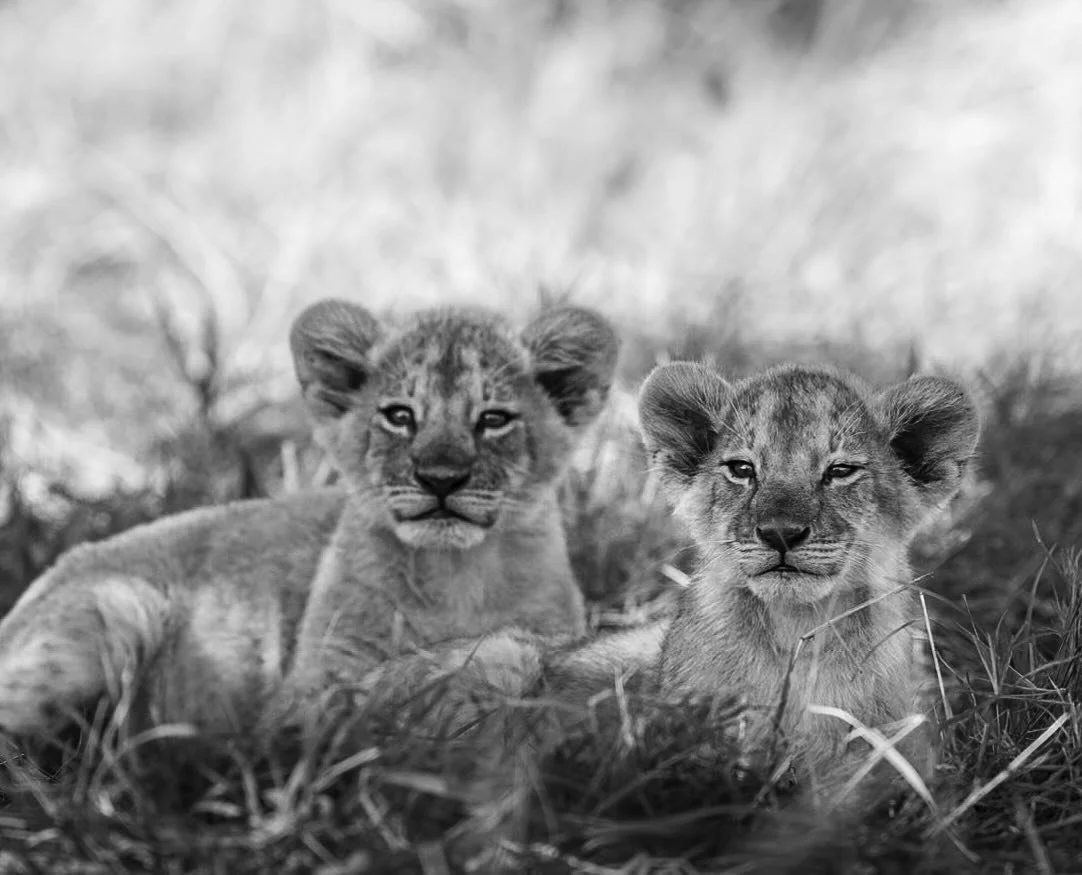 #africageophoto #africanamazing #lionsofinstagram #africanwildlife #africanwildlifephotography #capturethewild #shots_of_animals #natgeoafrica #ig_wildlife #african_portraits #leopards #krugerthroughmyeyes #wildestafrica #africangeographic #malamalag