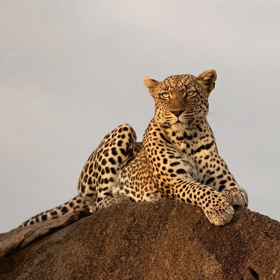 #africageophoto #africanamazing #lionsofinstagram #africanwildlife #africanwildlifephotography #capturethewild #shots_of_animals #natgeoafrica #ig_wildlife #african_portraits #leopards #krugerthroughmyeyes #wildestafrica #africangeographic #malamalag