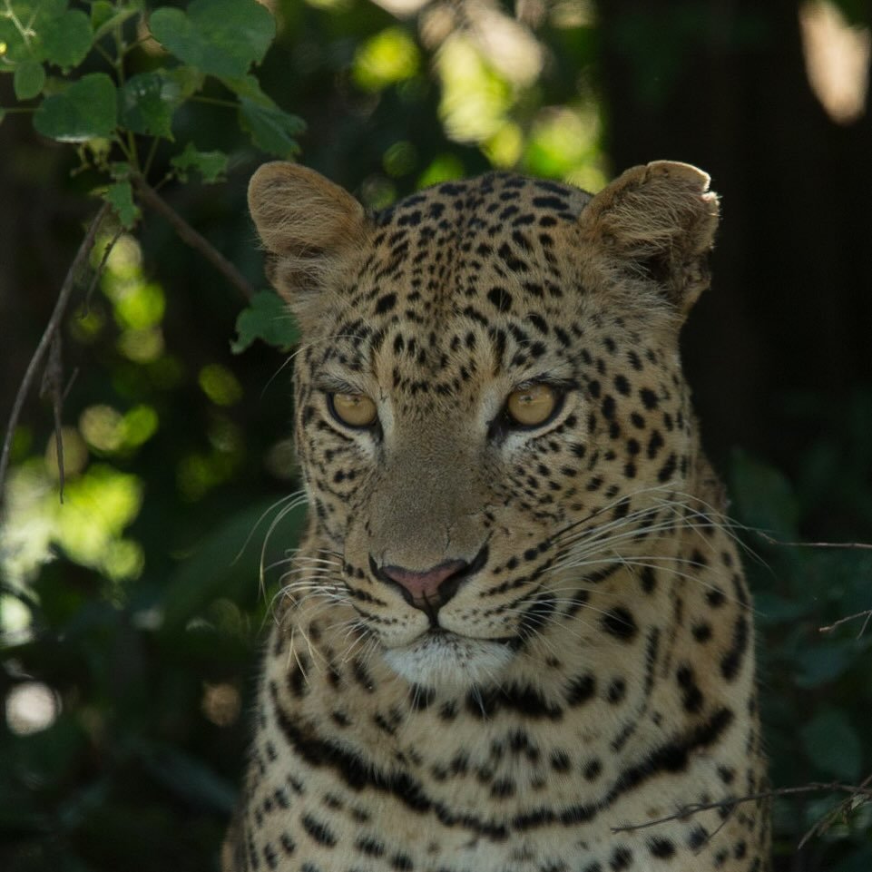 #africancats #bigcatsofinstagram #natgeoafrica #africanamazing #capturethewild #wildestafrica #wildlifecaptures #africageophoto #savethelions #safari#leopard #loveafrica