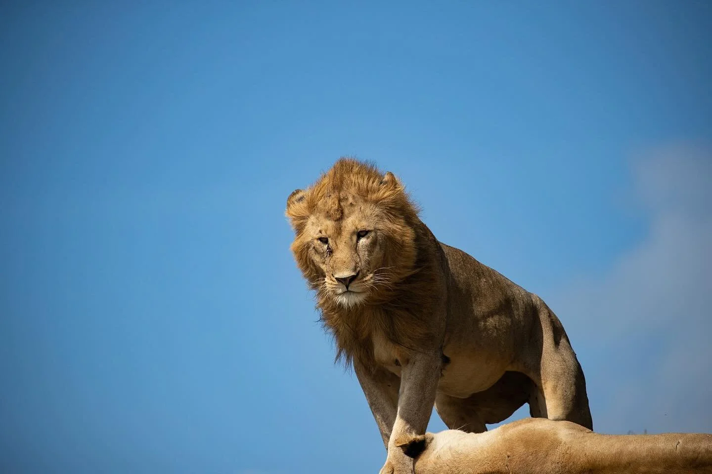 #africanamazing ##africanamazing #capturethewild #wildestafrica #wildlifecaptures #Lodge , Kenya.  #africangeographic #savetheelephants #natgeoyourshot #conservation #safari#africanamazing#wildestafrica