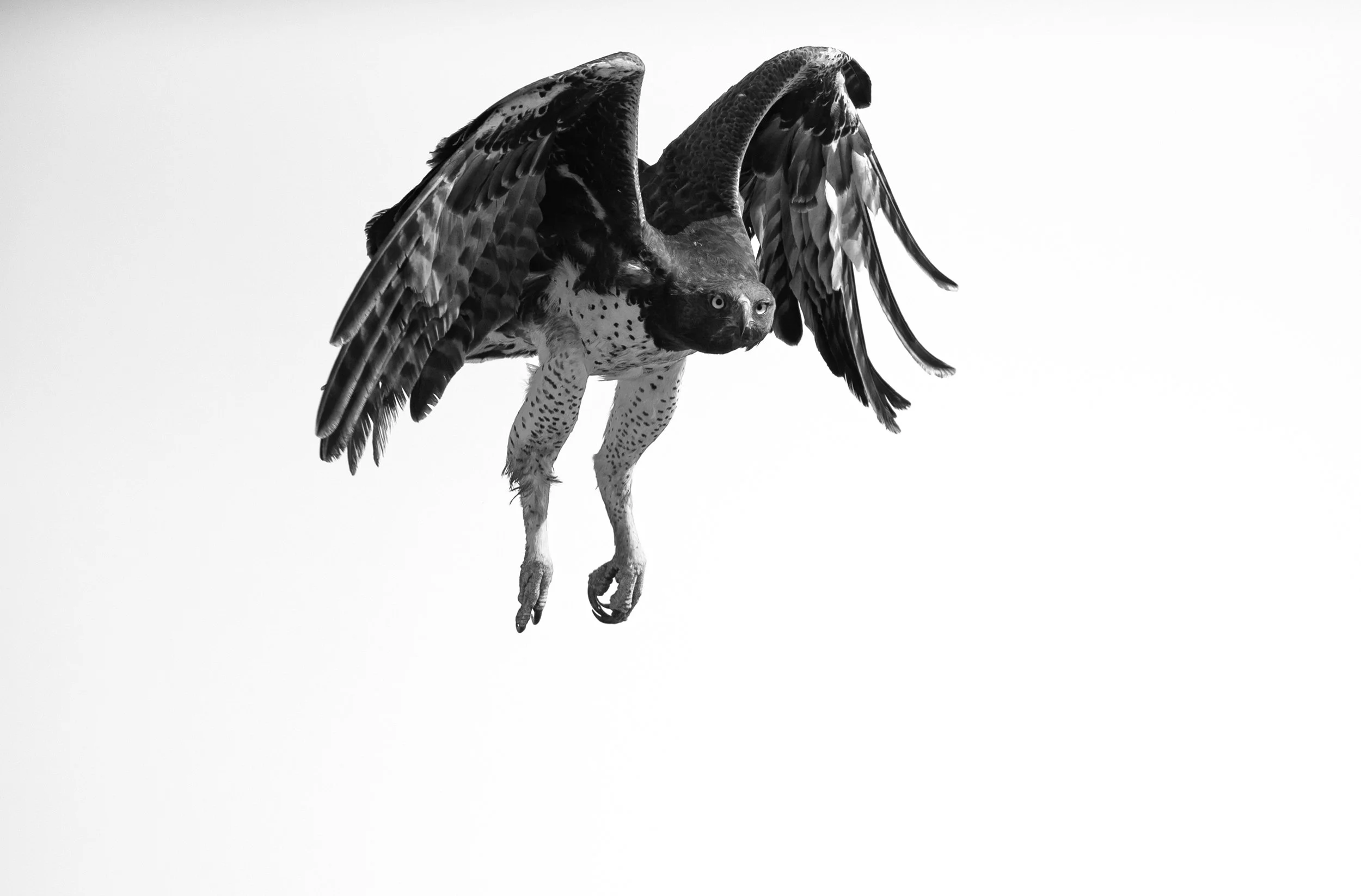Martial Eagle in flight-BWEdit.jpg