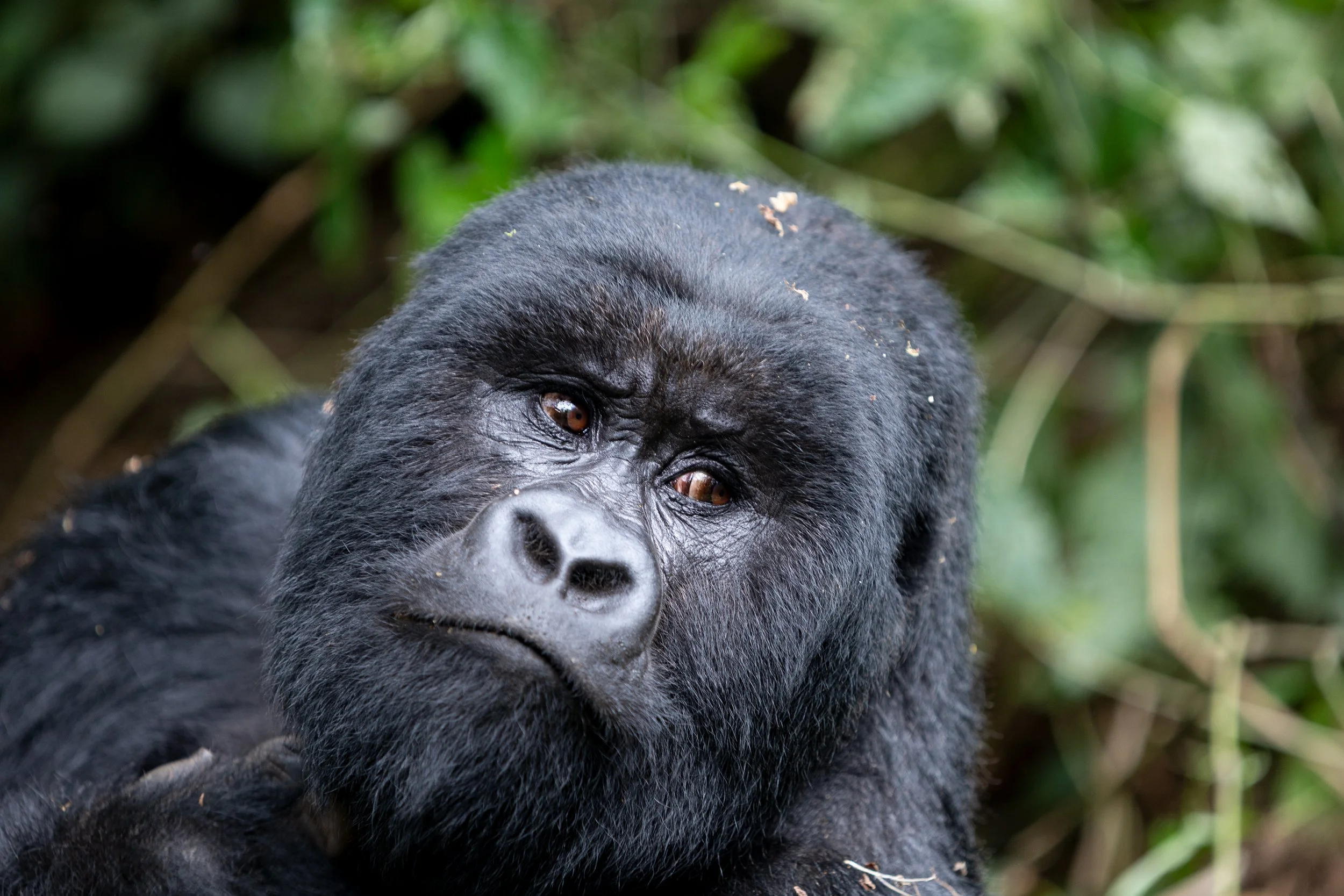 Silver Back 2020.jpg