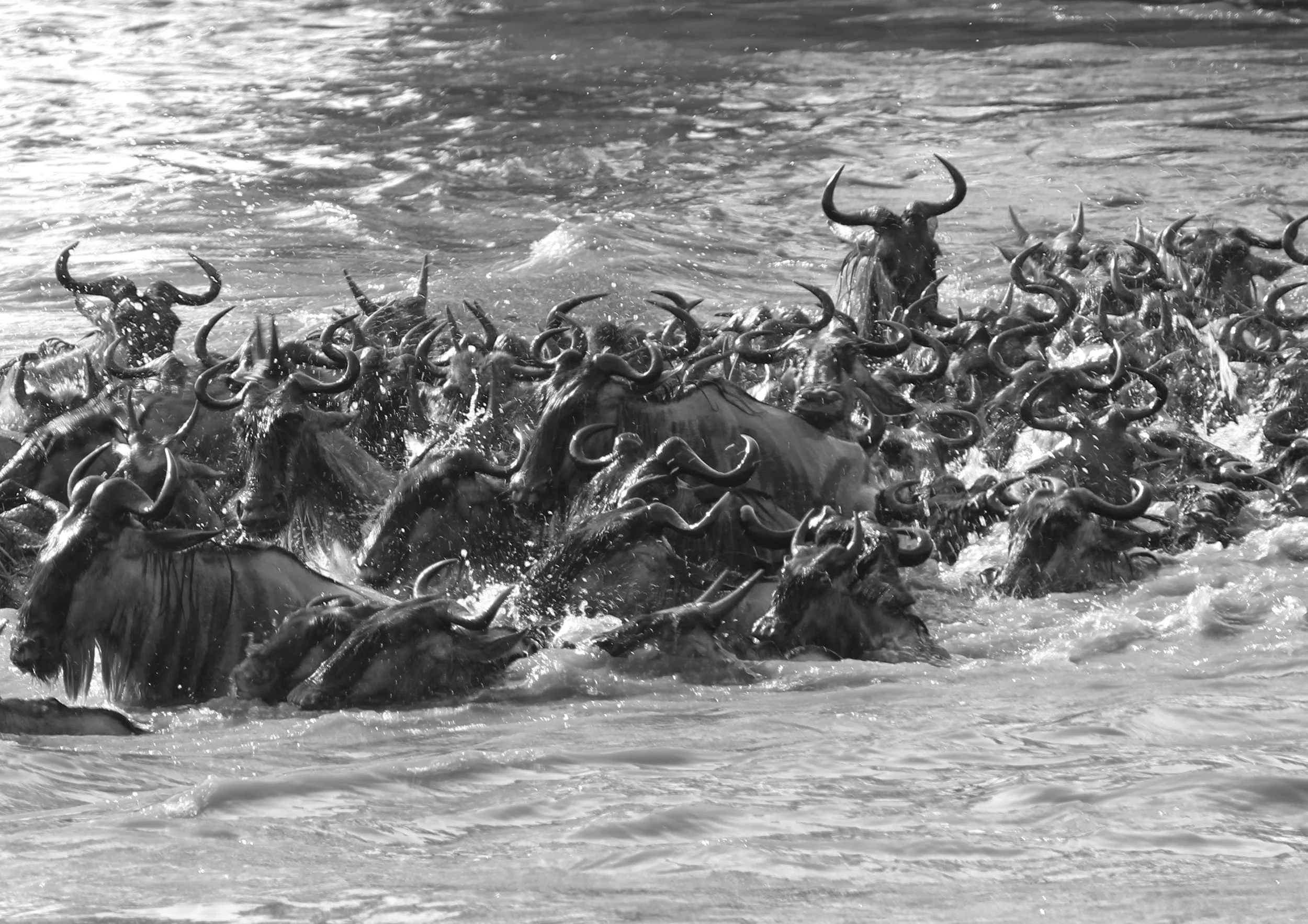 Wildebeest crossing - Kenya 2011-EditBW.jpg