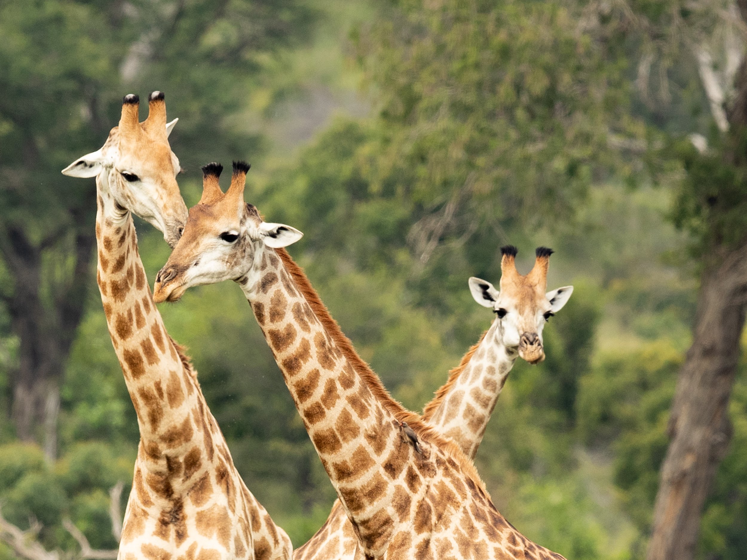 Giraffe family2-Edit.jpg