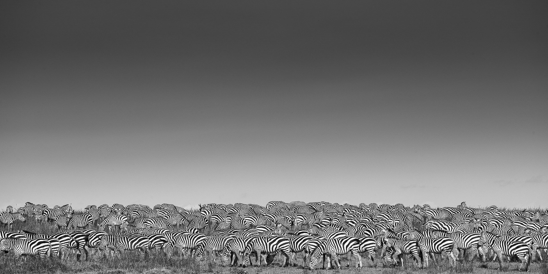 Dazzle of Zebra