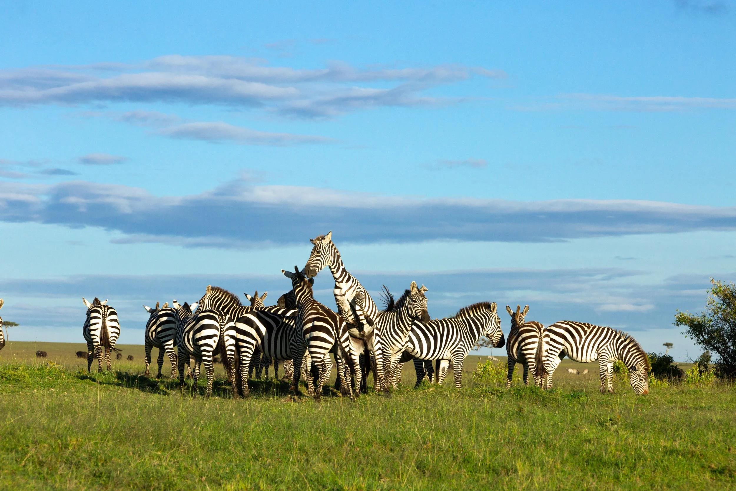 Zebra at dawn-Edit.jpg