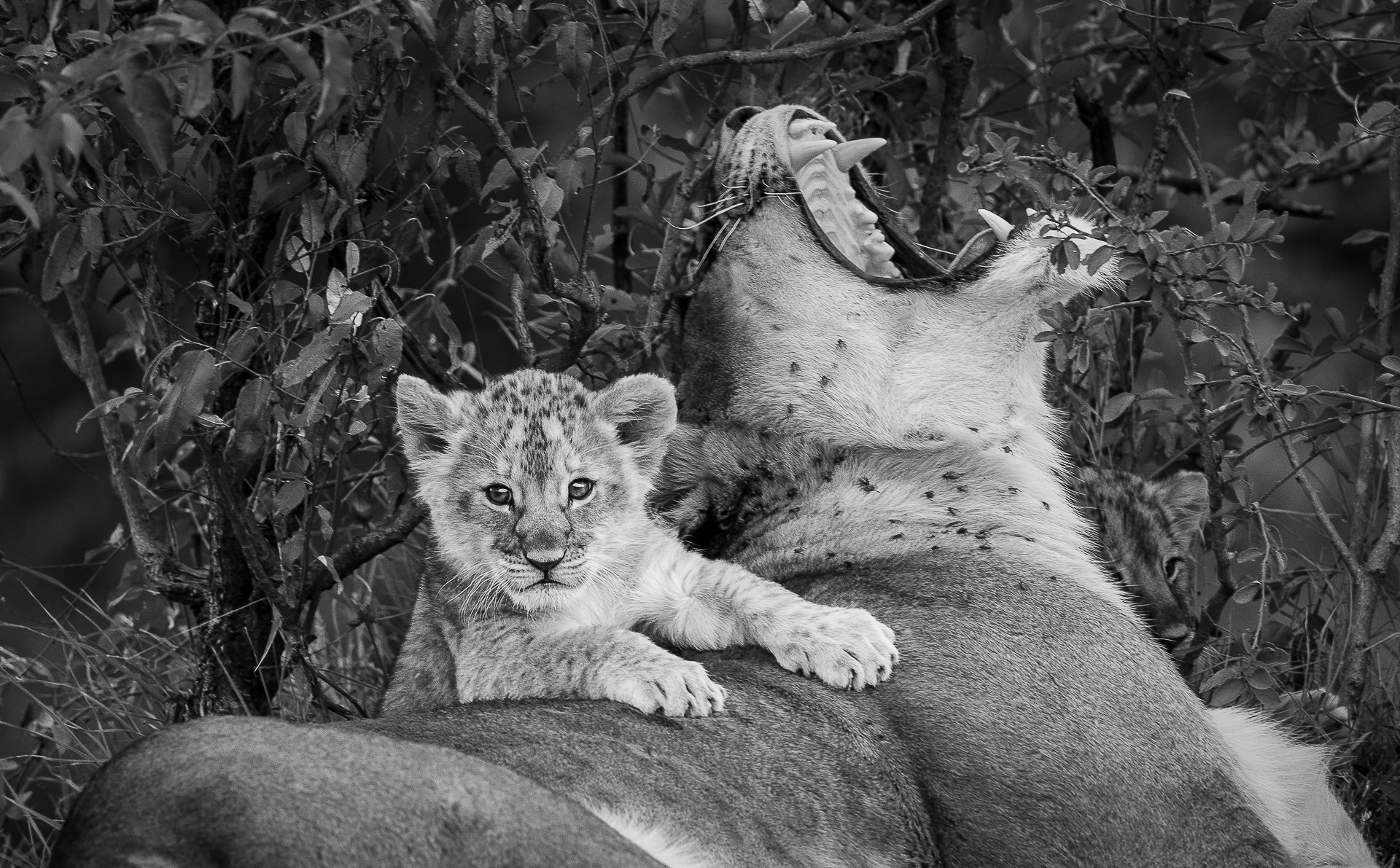 Cuddle with Mom