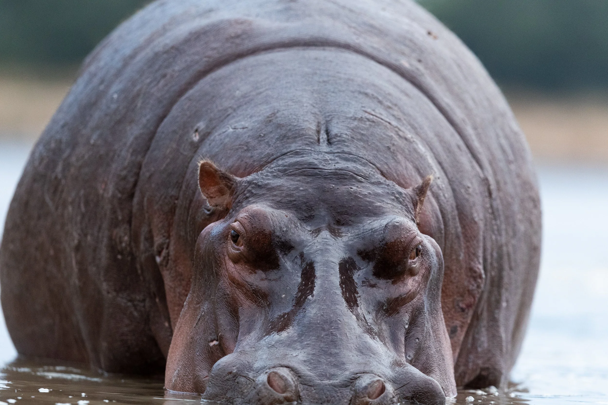 Hippo in S. Luangwa.jpg