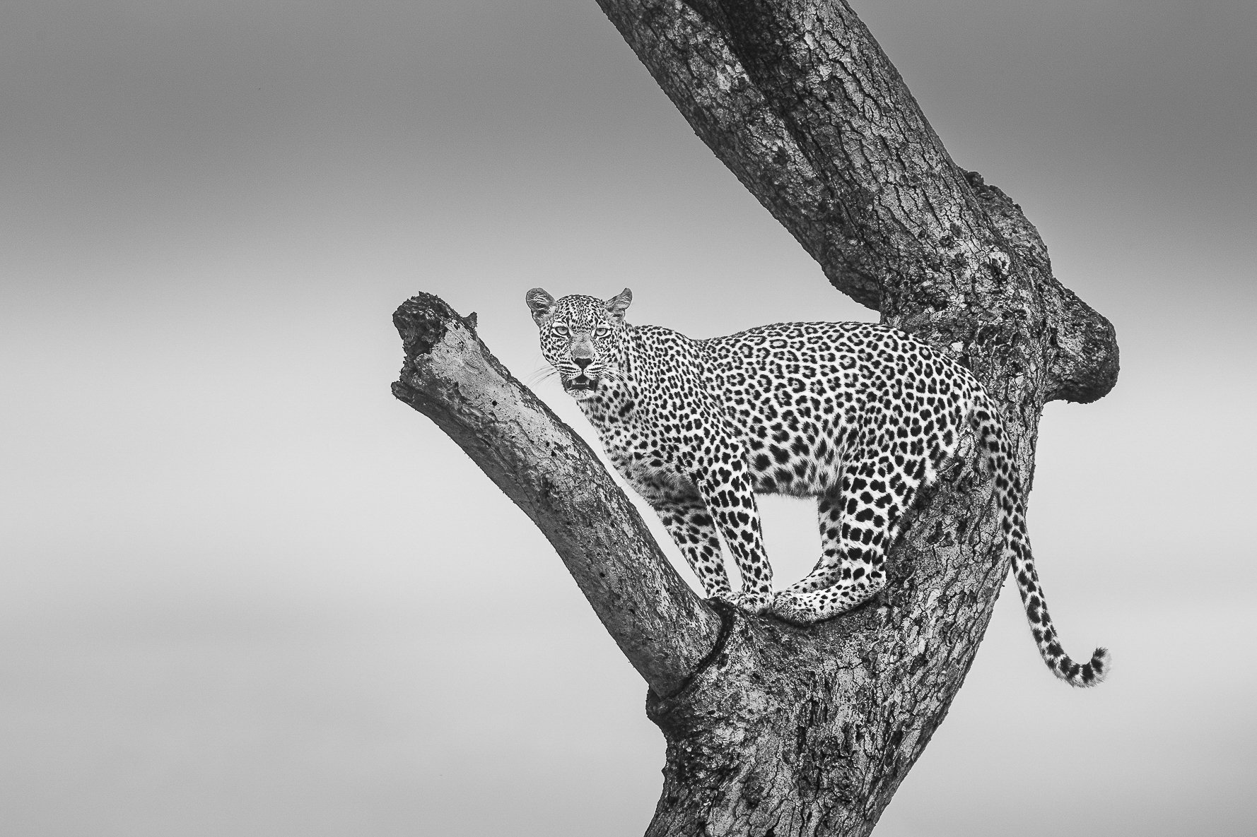 High Vantage
