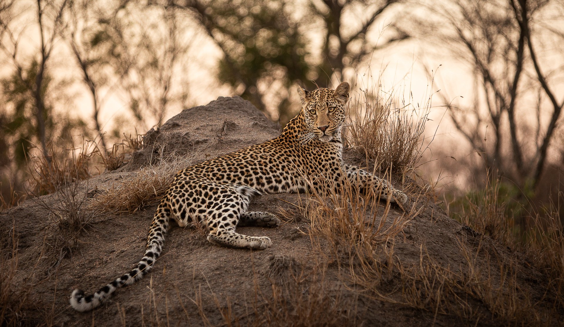 Leopard at Dusk