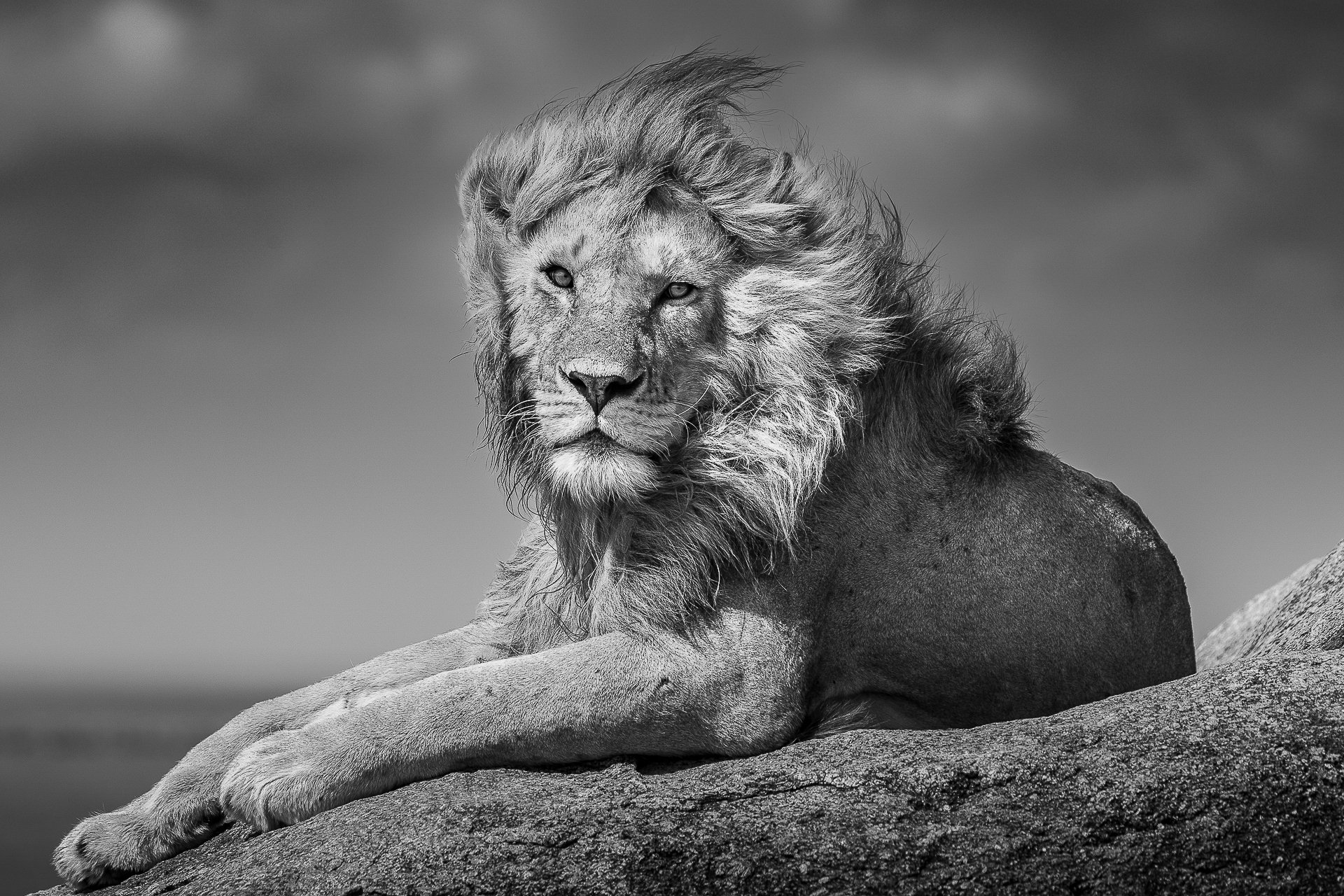 The Lion King