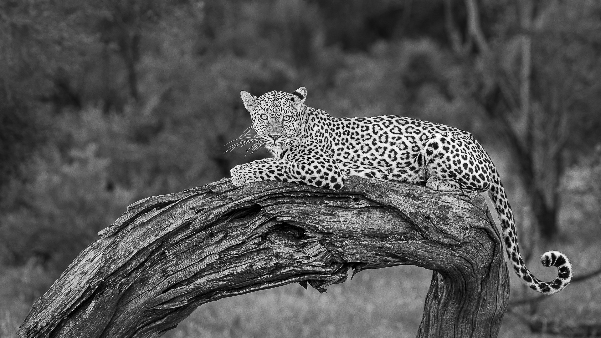 Relaxed