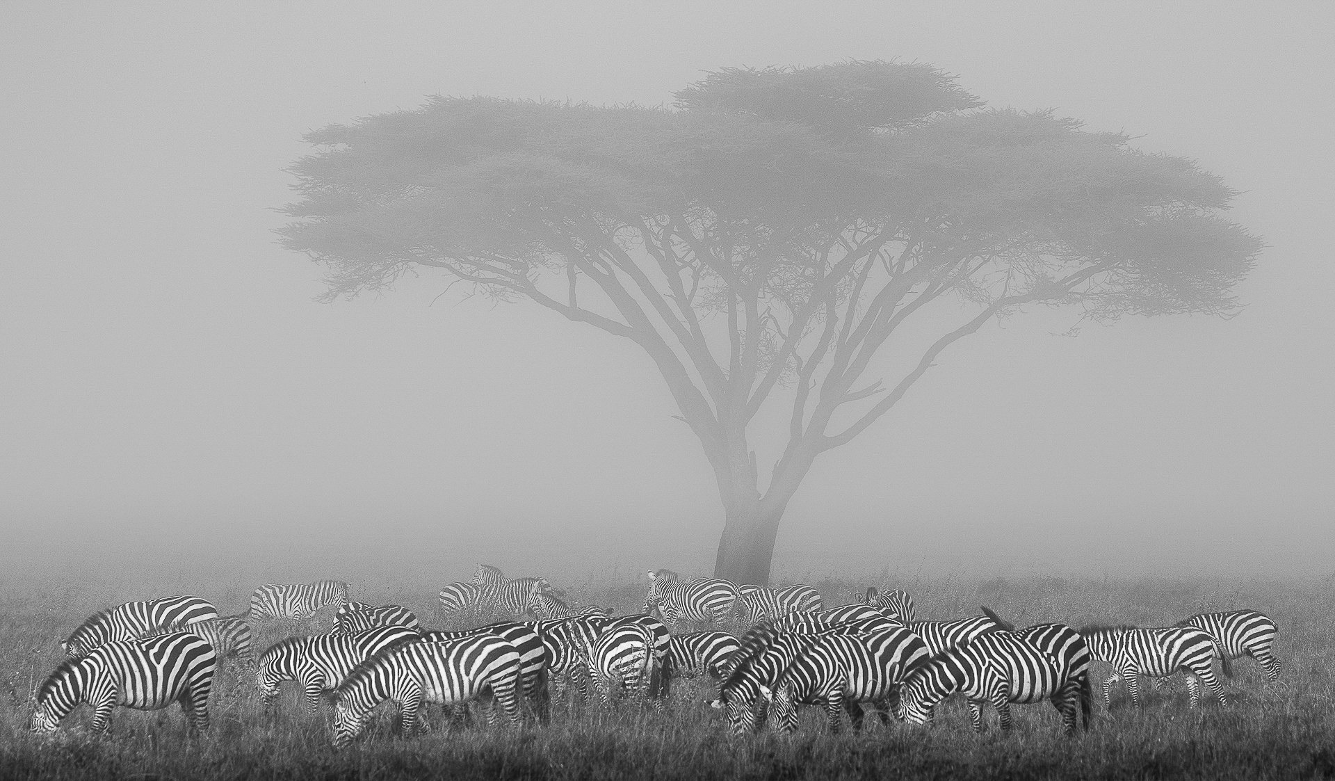 Zebras in the Mist