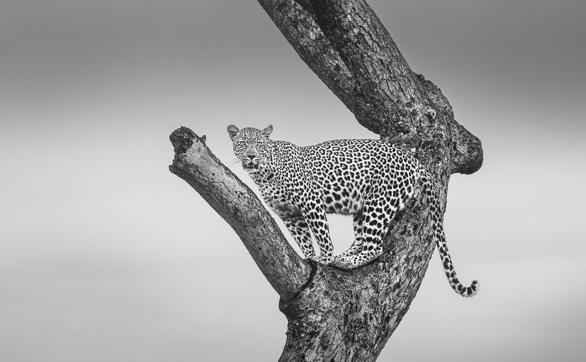 High Vantage