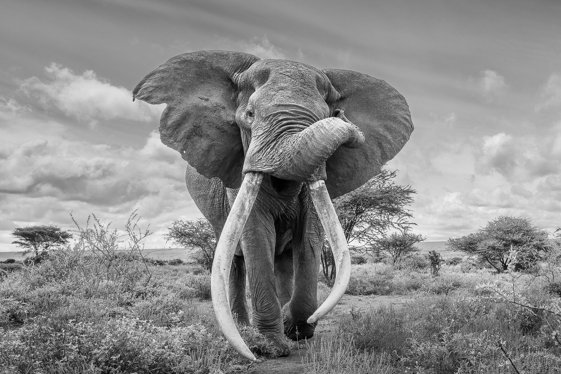 Gentle Giant