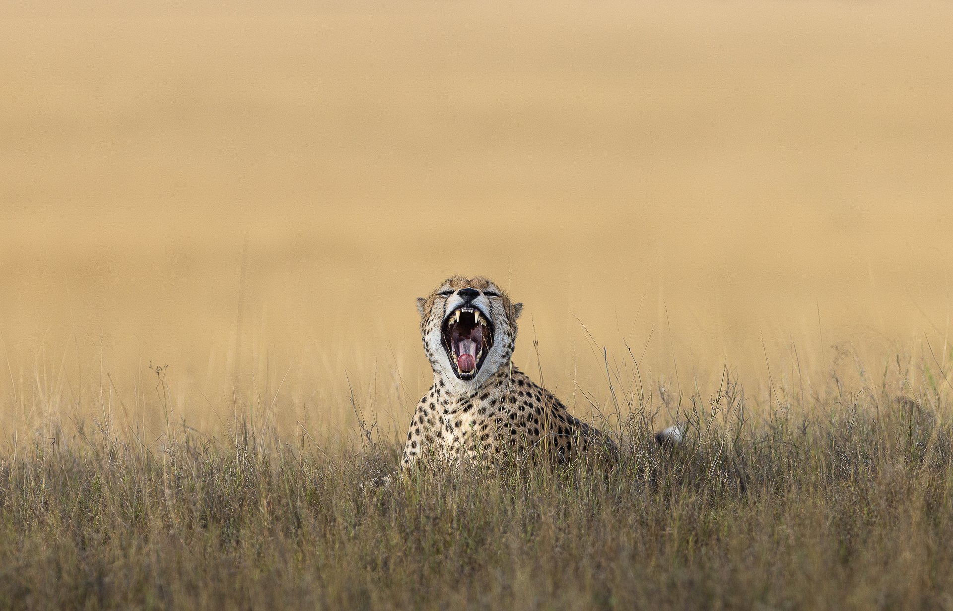 Sharp Teeth