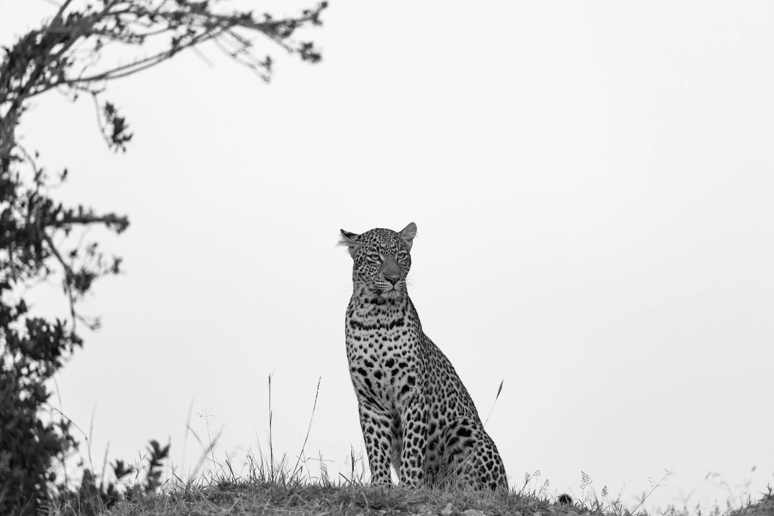 Leopard posing-BWEdit.jpg